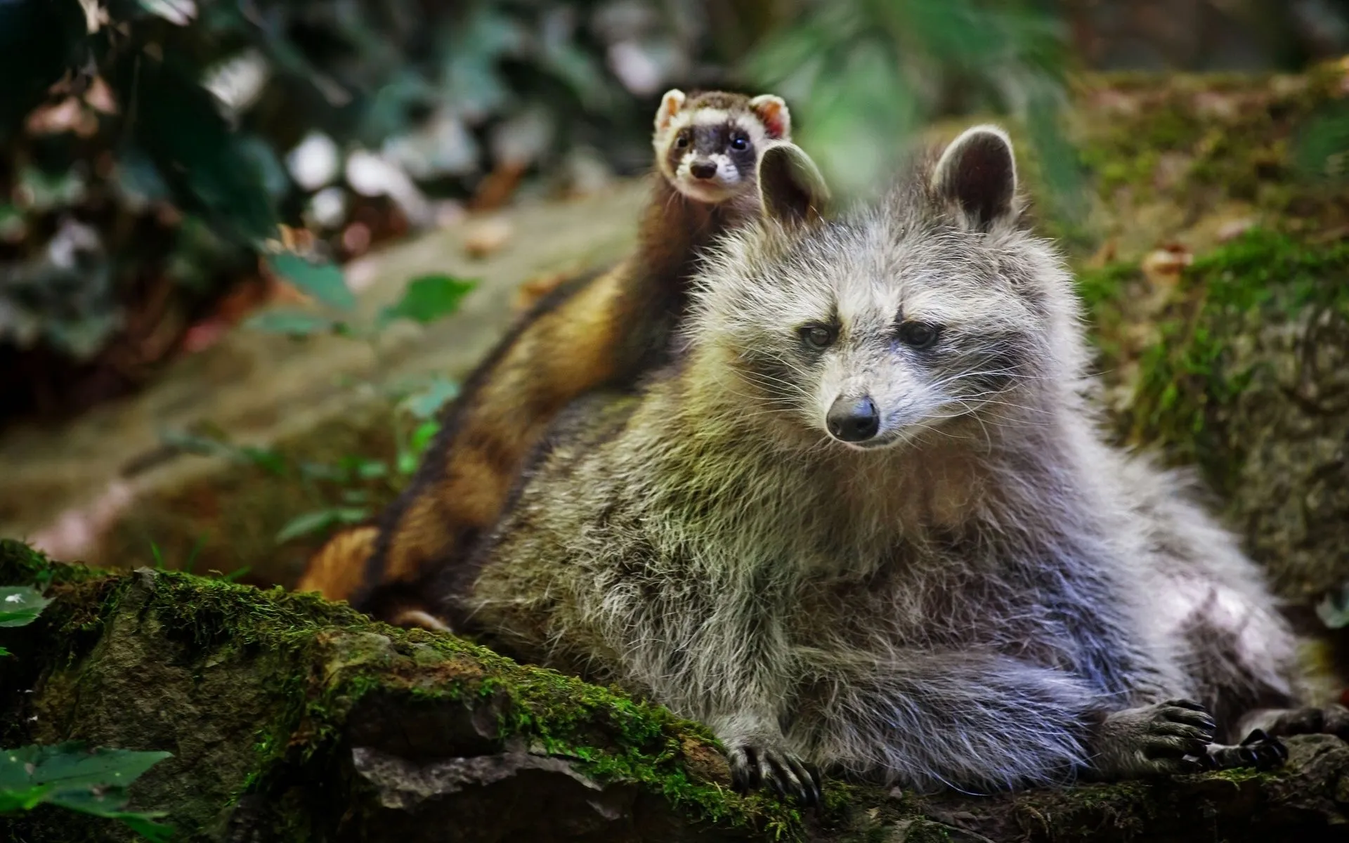 animals, Raccoons, Weasels, Friends, Wildlife, Fur, Whiskers, Nature, Forest, Rocks, Moss Wallpaper HD / Desktop and Mobile Background