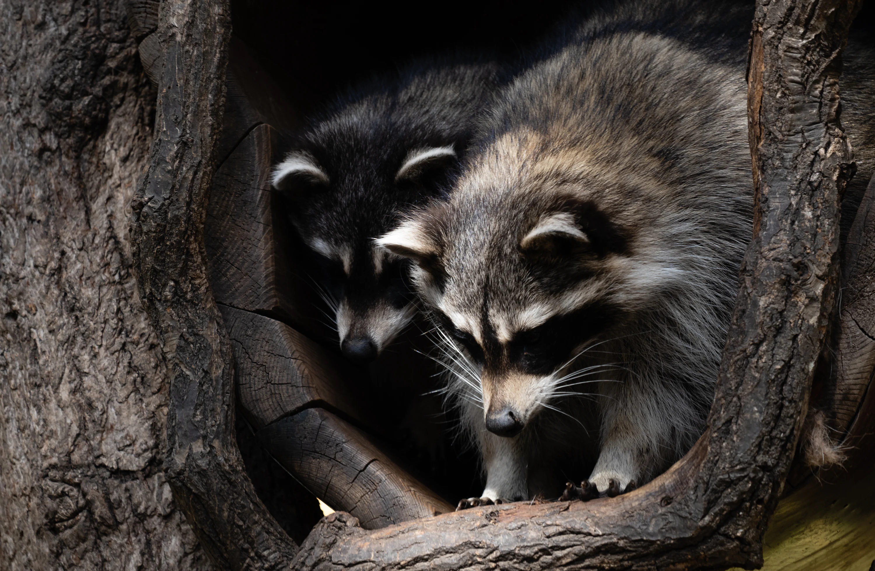 A couple of raccoons that are in a tree photo