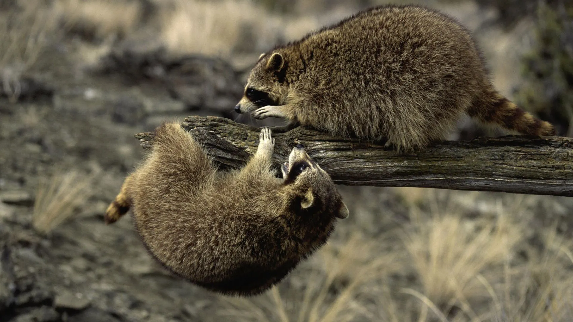Two raccoons Desktop wallpaper 1920x1080
