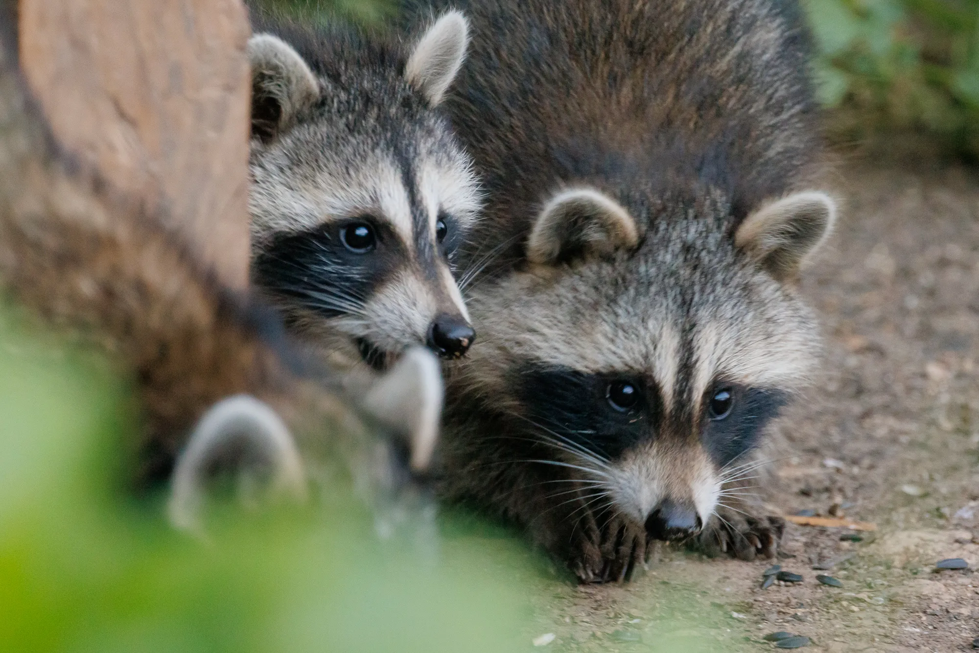 Just askin': What to do if you trap a live raccoon on your property?