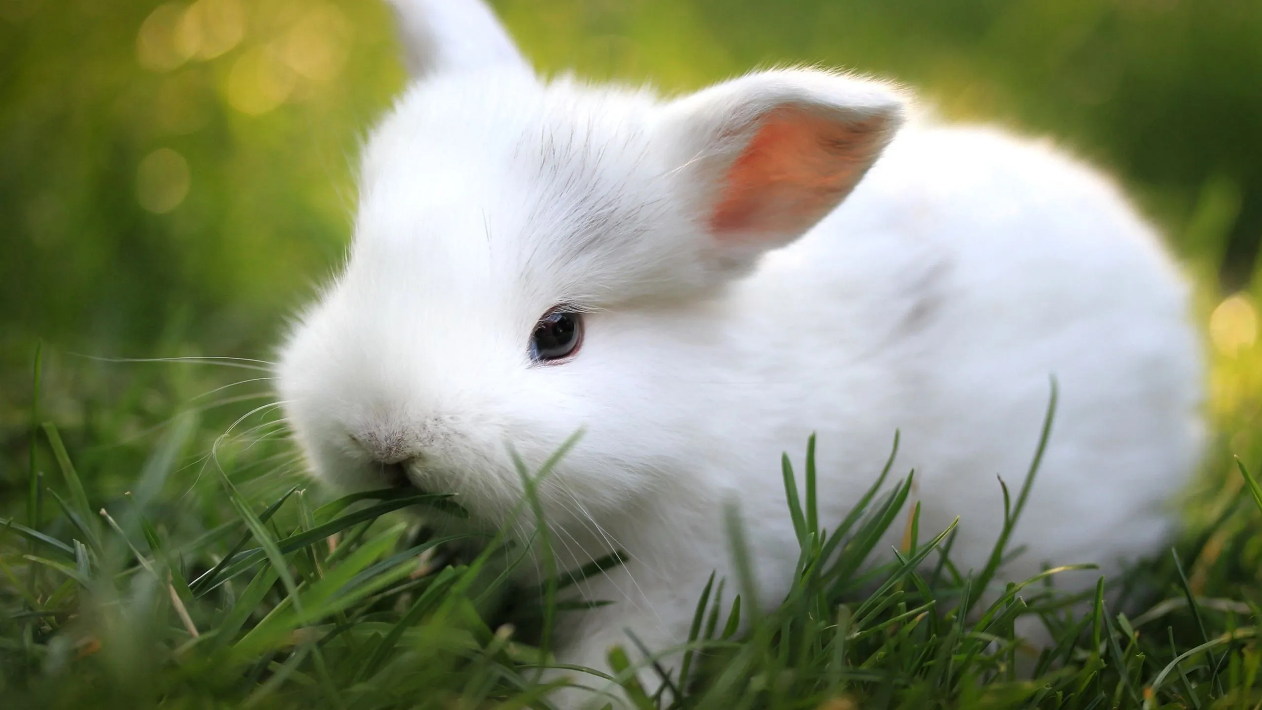 Cute White Rabbit Desktop Wallpaper 07792