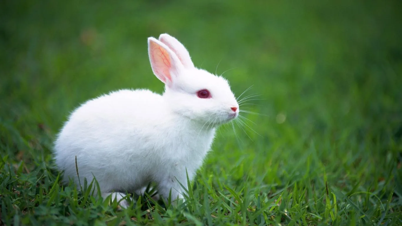 Cute White Baby Rabbit HQ Desktop Wallpaper 19289