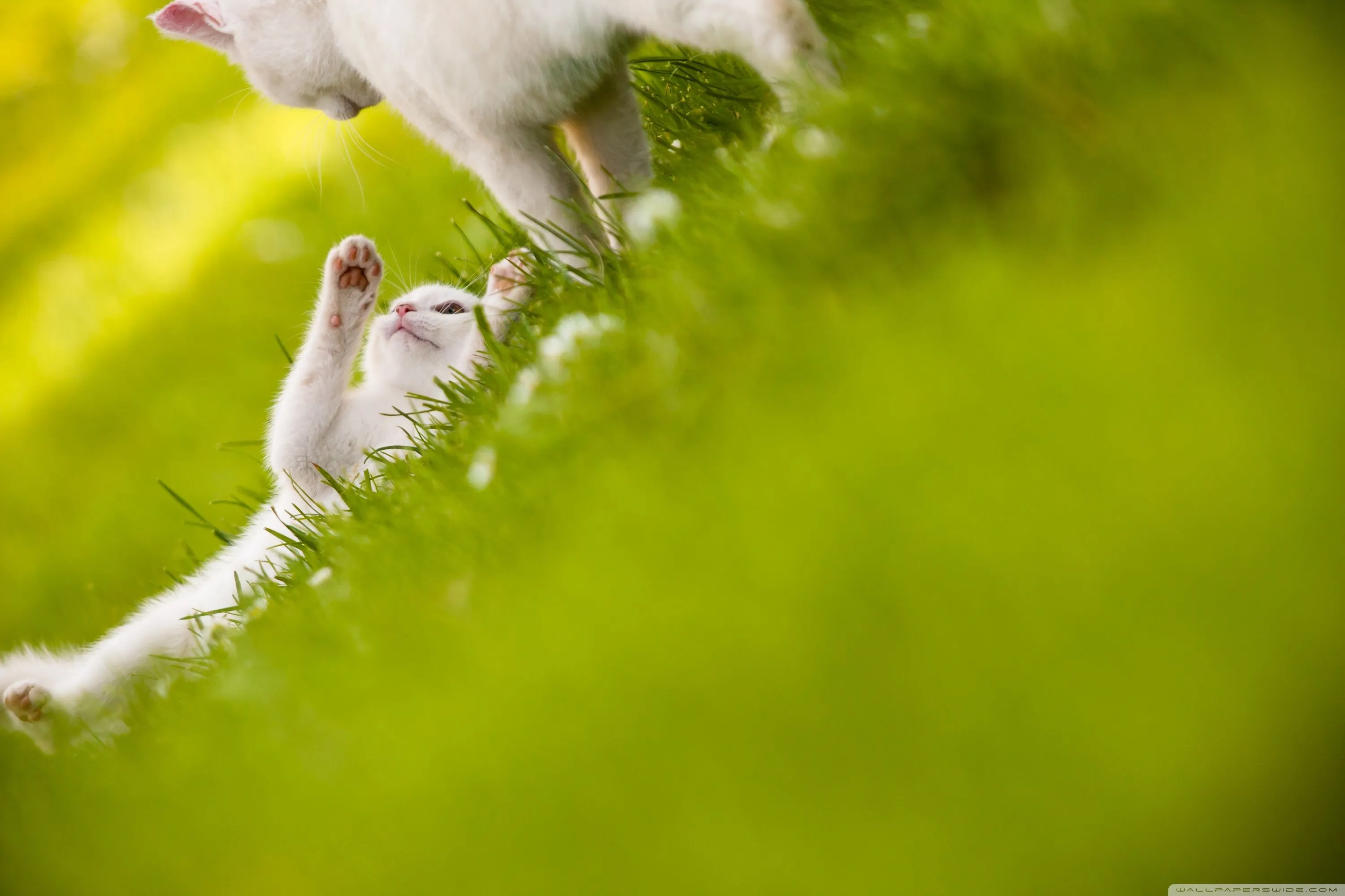 Cute White Cats 4K UHD Wallpaper for UltraHD Desktop and TV, Widescreen and UltraWide Display, Smartphone and Tablet Devices
