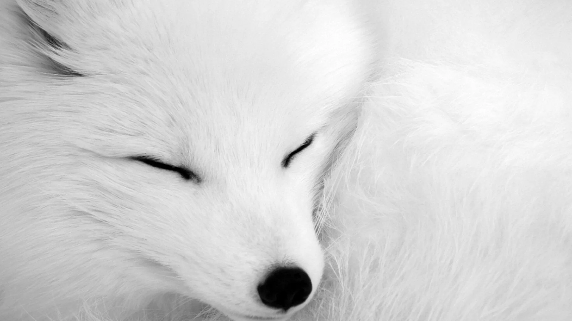 Serene Arctic Fox Close Up