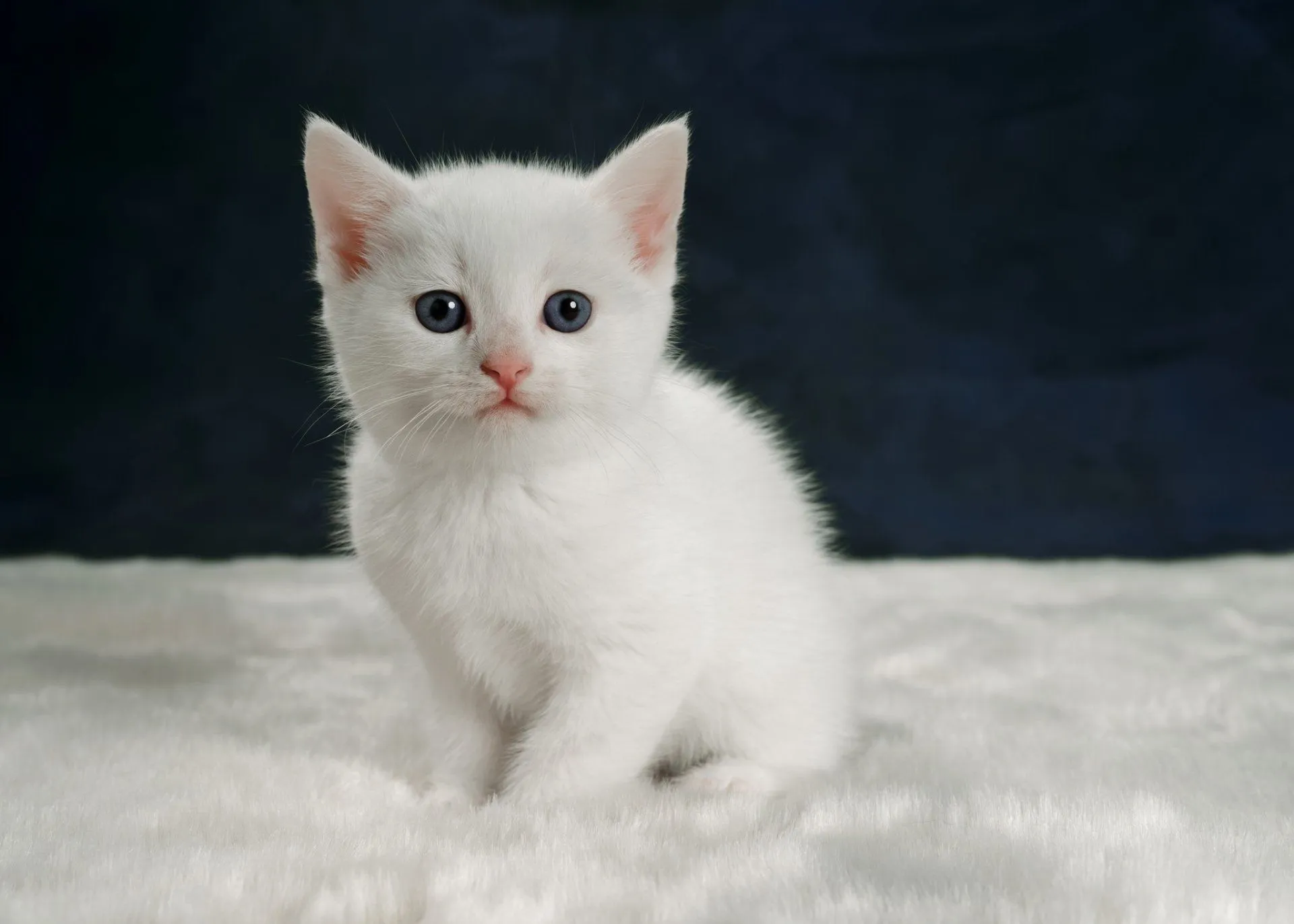 Adorable White Kitten HD Wallpaper