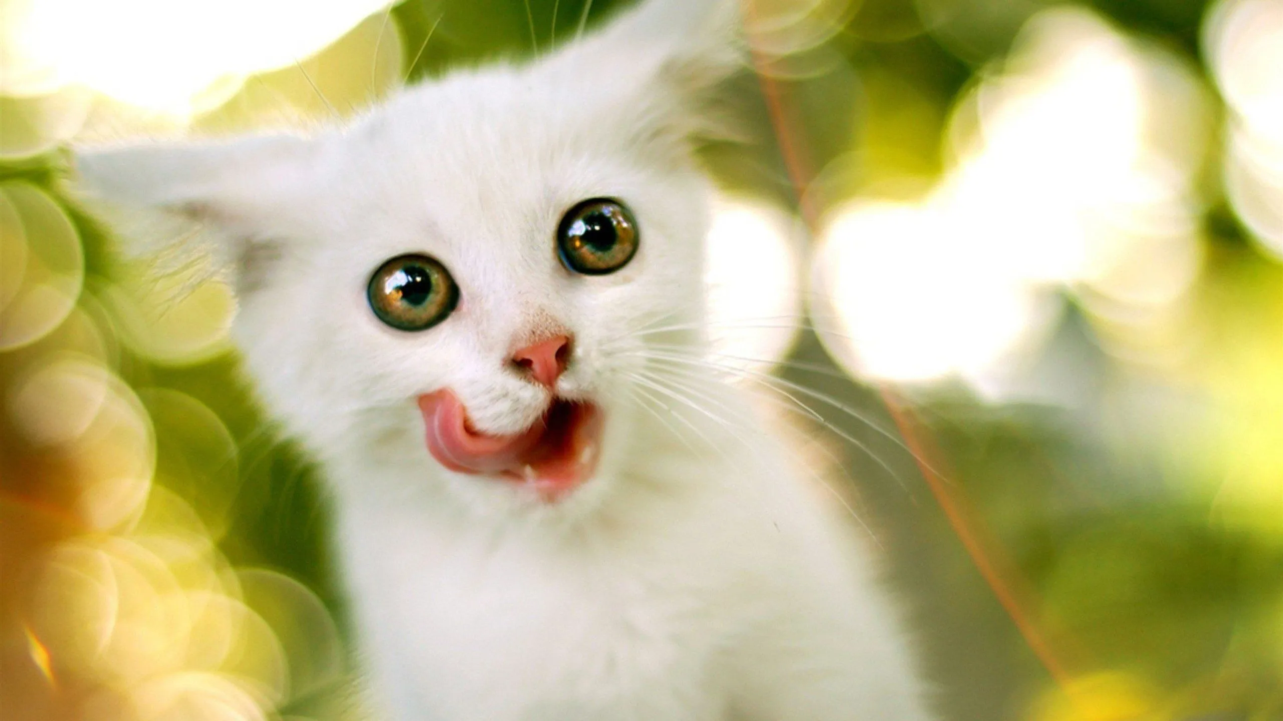 cute white cat HD wallpaper 2560x1440 Wallpaper HD / Desktop and Mobile Background