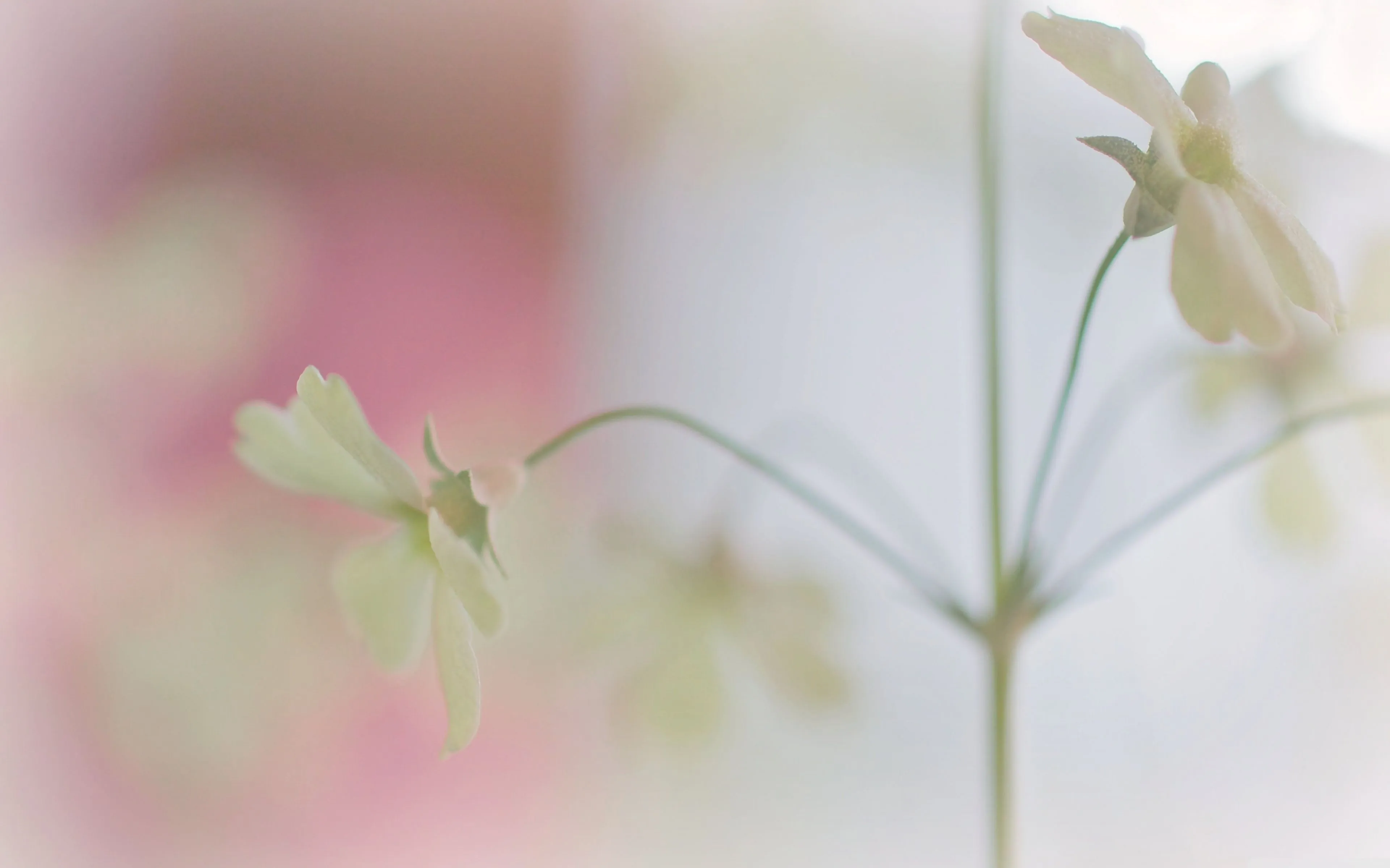 Cute White Flowers 4K UHD Wallpaper for UltraHD Desktop and TV, Widescreen and UltraWide Display, Smartphone and Tablet Devices