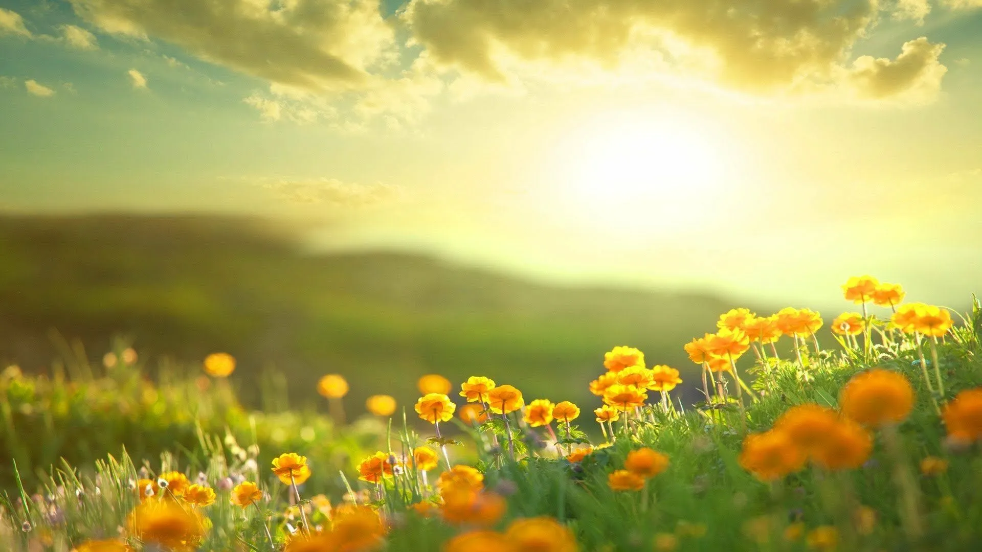 Download Yellow Flower Morning Sunshine Field Nature Flower HD Wallpaperx1080