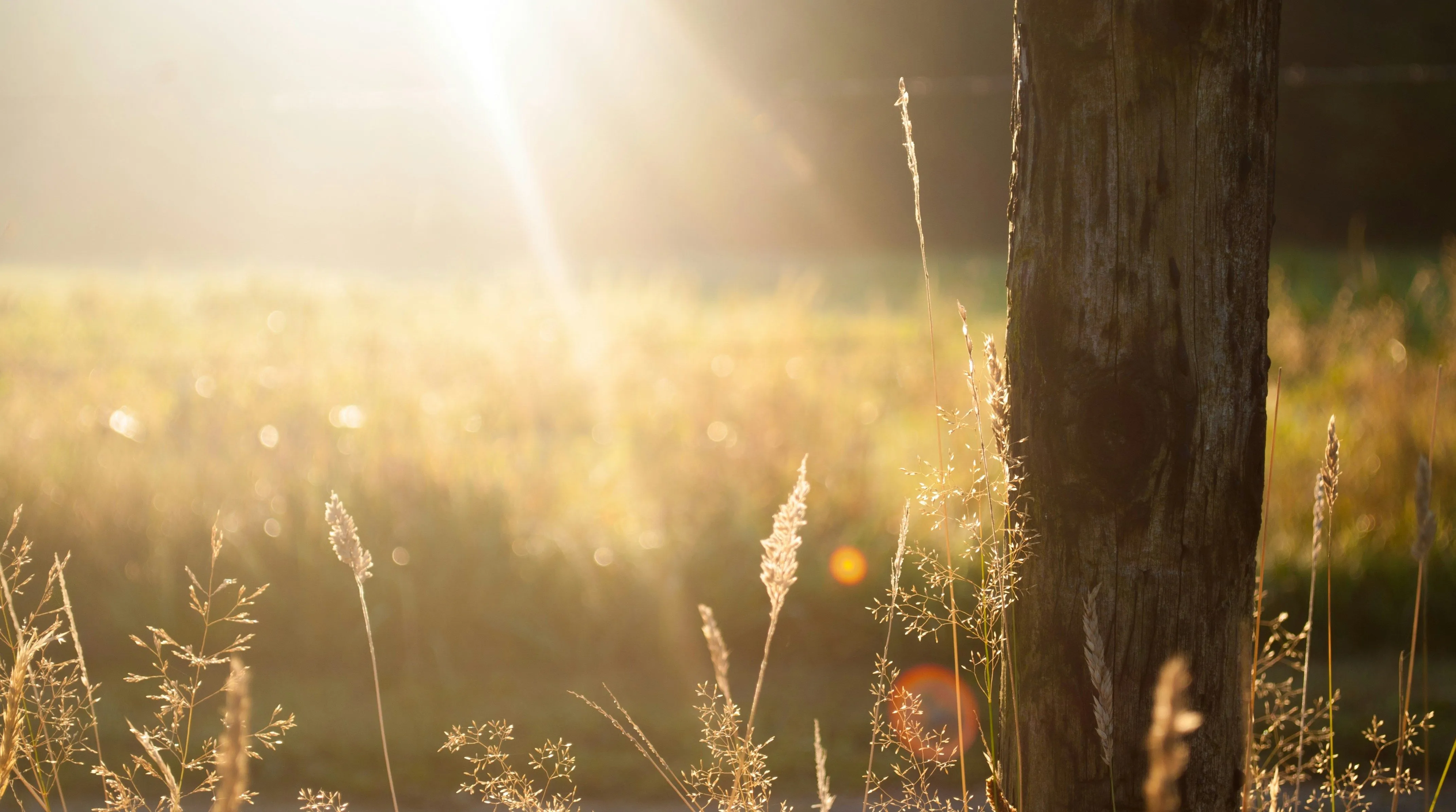 Sunshine Picture. Download Free Image