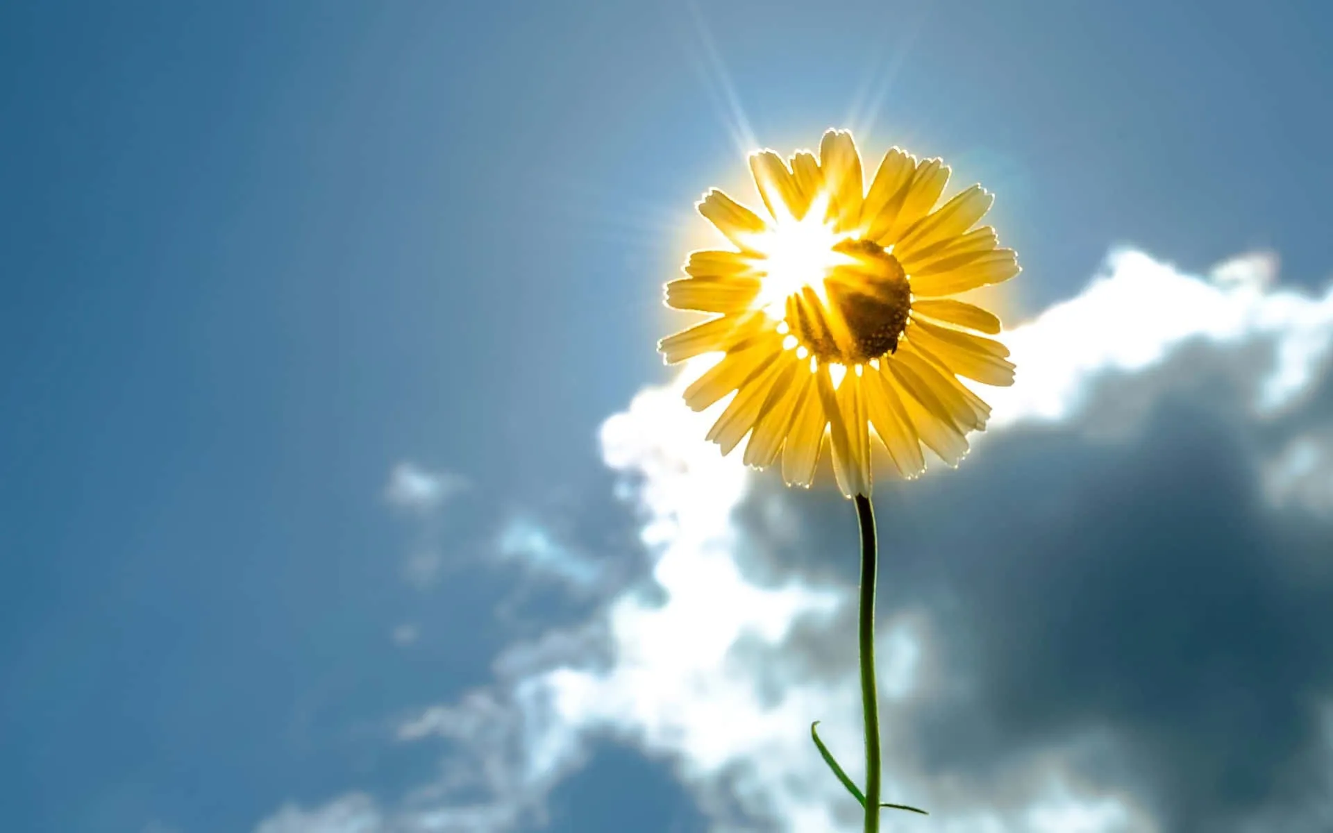 Spring Sunshine Wallpaper