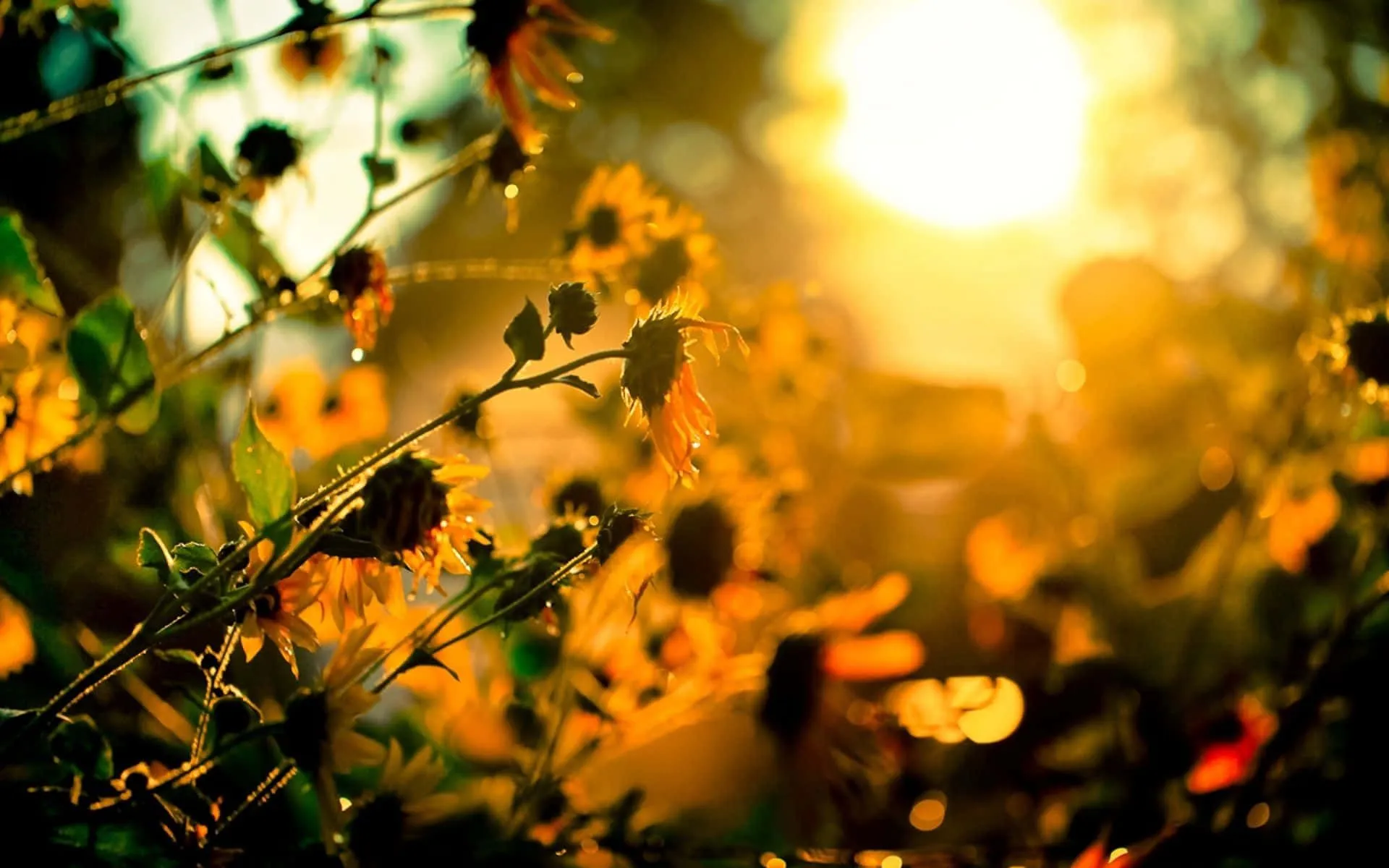 Spring Sunshine Wallpaper