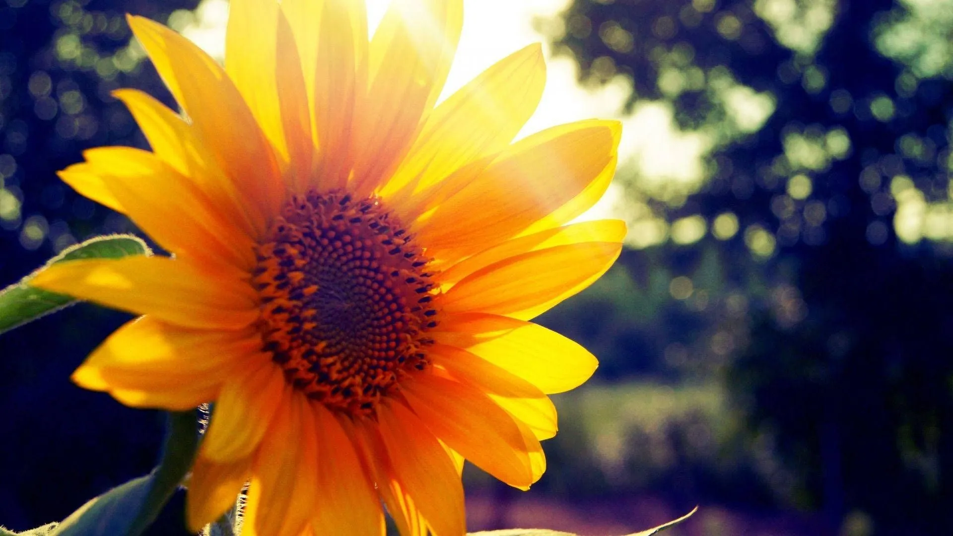 Download Sunshine Sunflower Nature Wallpaper