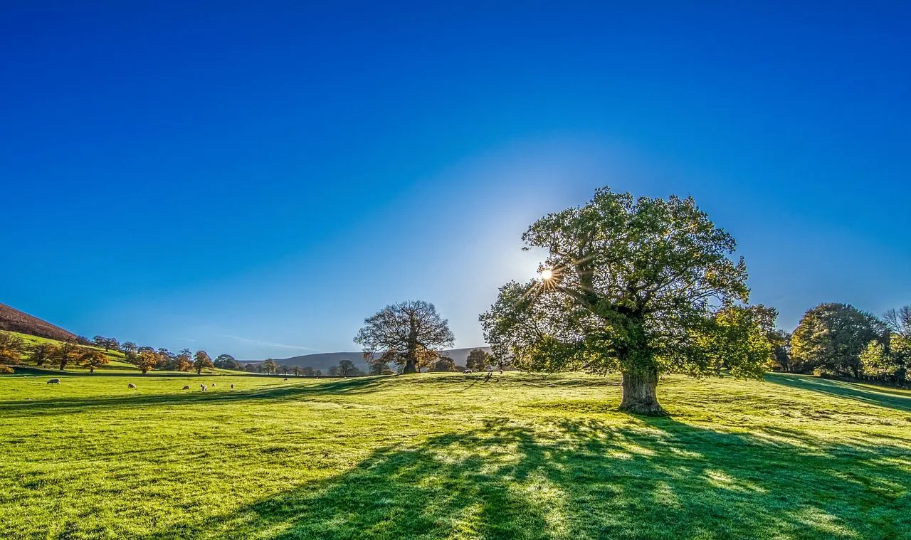 Autumn sunshine, yorkshire, desktop wallpaper, background, morning sunshine