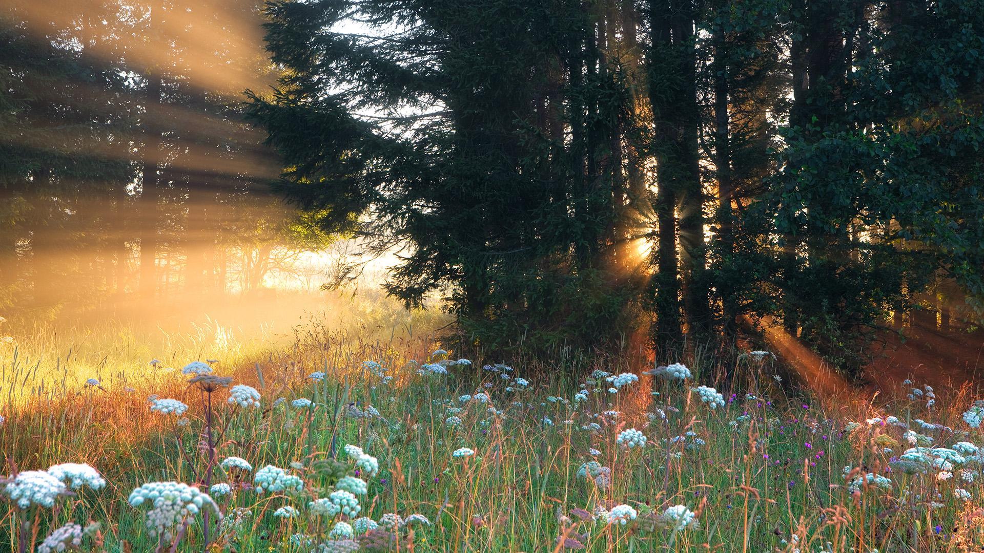 Desktop wallpaper: Earth, Forest, Flower, Nature, Sun, Sunshine 4K free download for PC. 741442