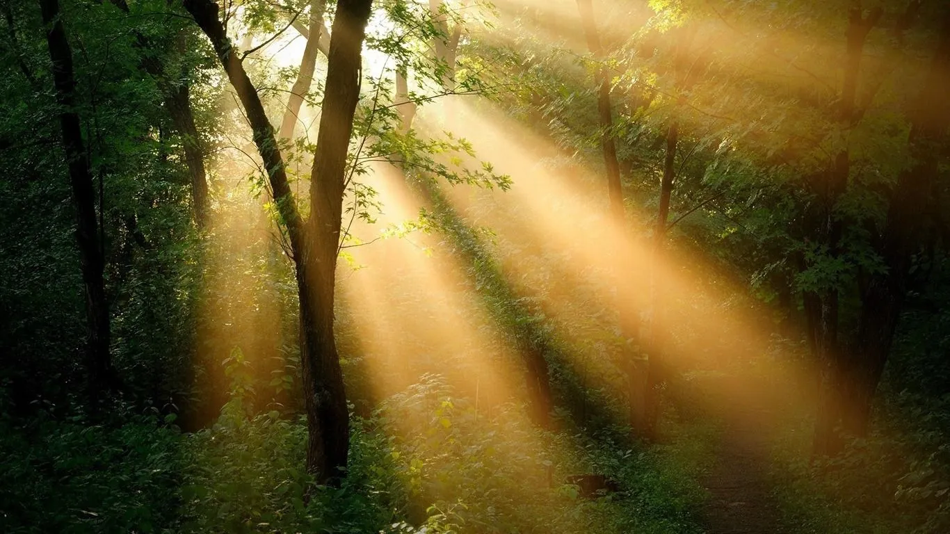 Sunshine through Forest Desktop wallpaper 10
