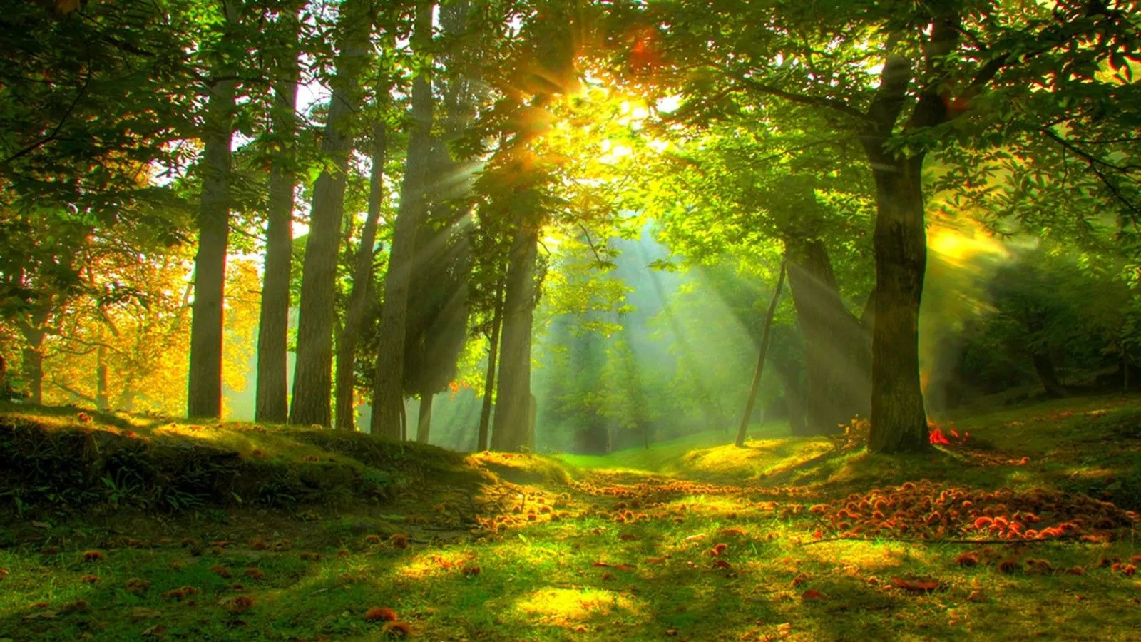 Desktop wallpaper: Earth, Forest, Fall, Sun, Sunbeam, Sunlight, Sunshine, Tree 4K free download for PC. 741957