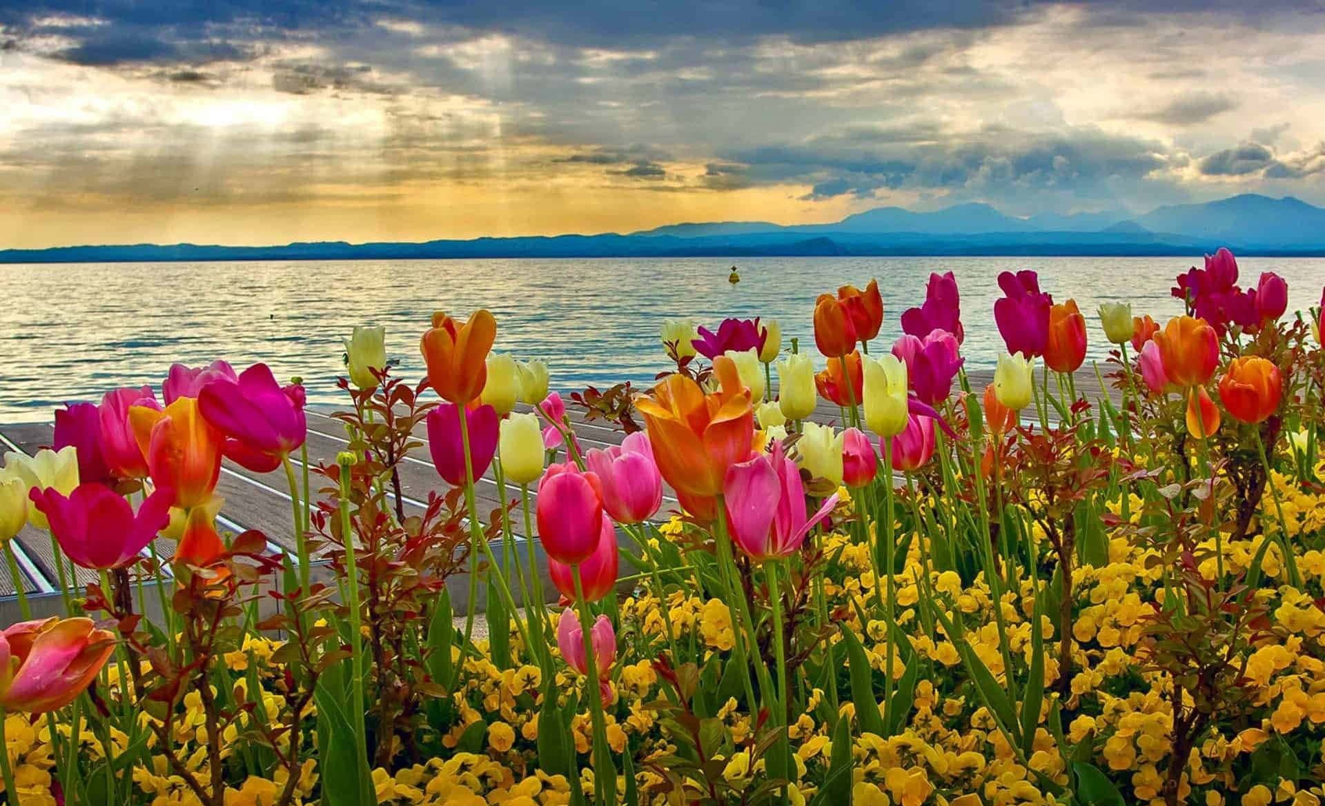Download Blossoming Spring Sunshine in Nature Wallpaper