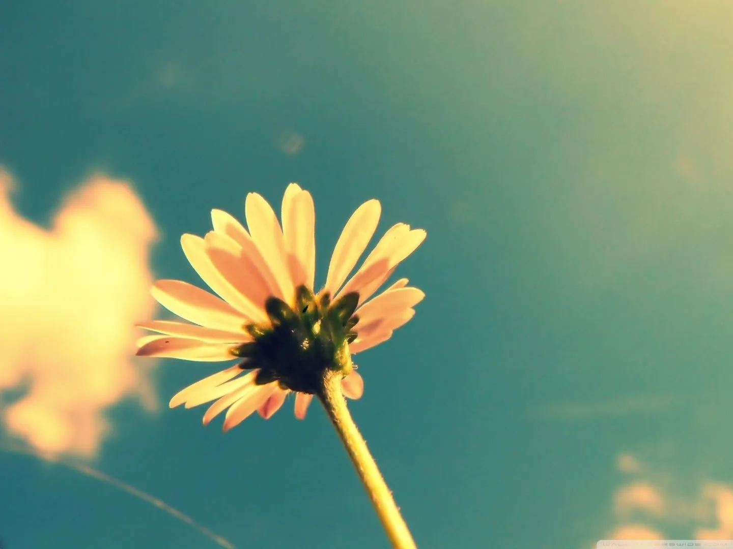 Summer Flower Retro Sunshine 4K UHD Wallpaper for UltraHD Desktop and TV, Dual Monitor, Smartphone and Tablet Devices