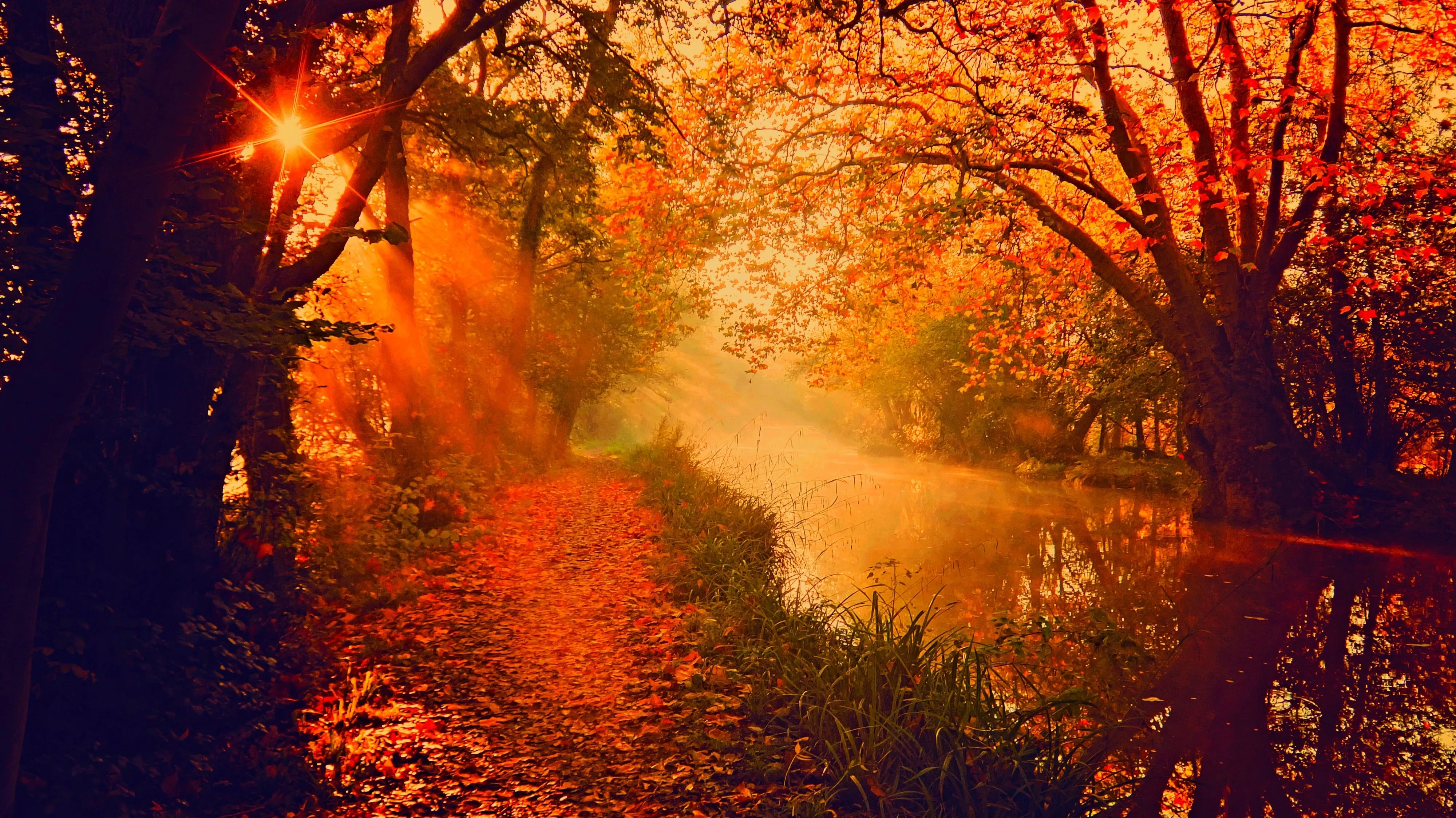 Desktop wallpaper: Earth, Forest, Fall, River, Sun, Sunbeam, Sunshine, Tree 4K free download for PC. 792336