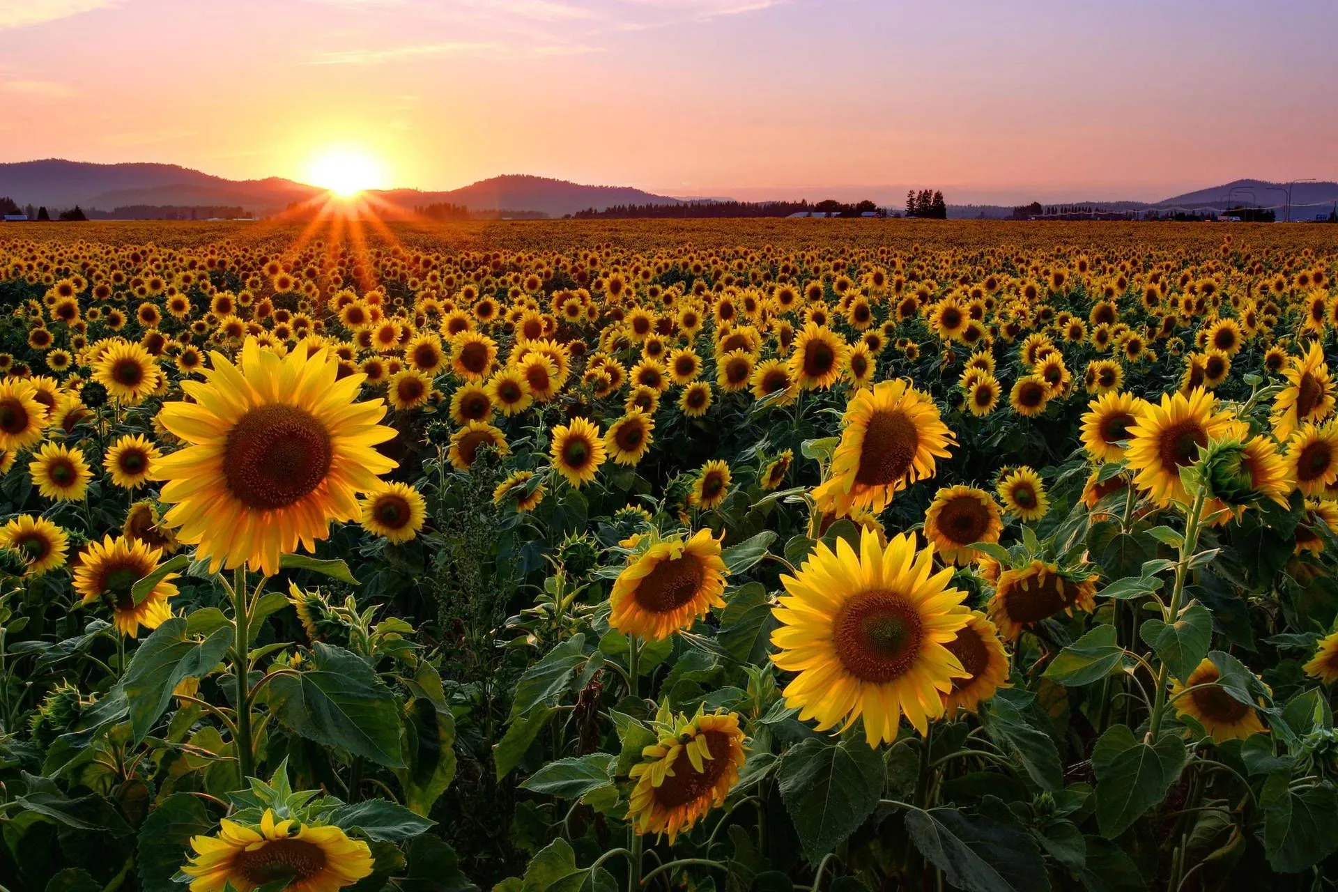 Download A Field of Sunflowers Blooms in the Sunshine Wallpaper