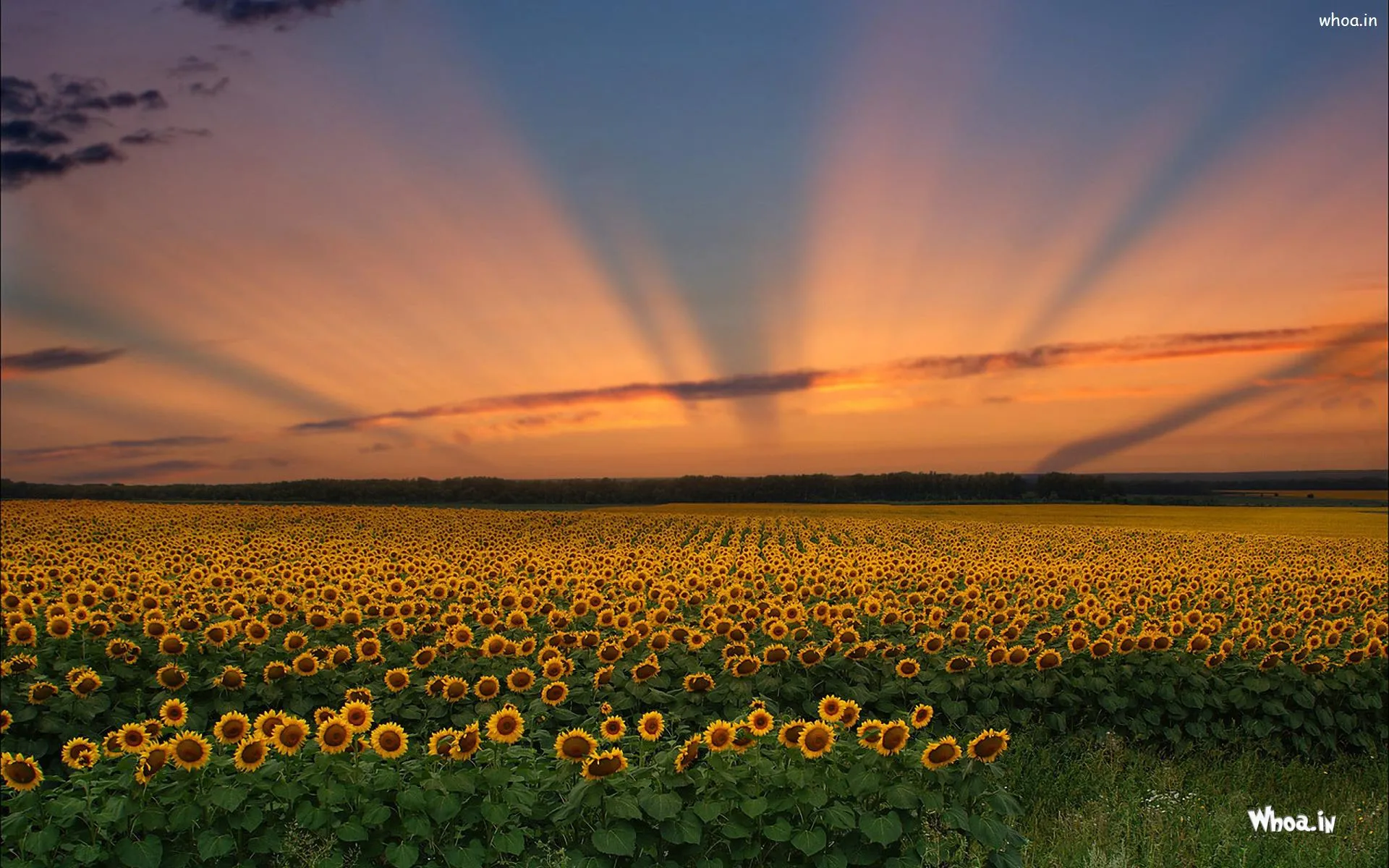 Nice Sunshine With Yellow Sun Flower Gradan HD Wallpaper