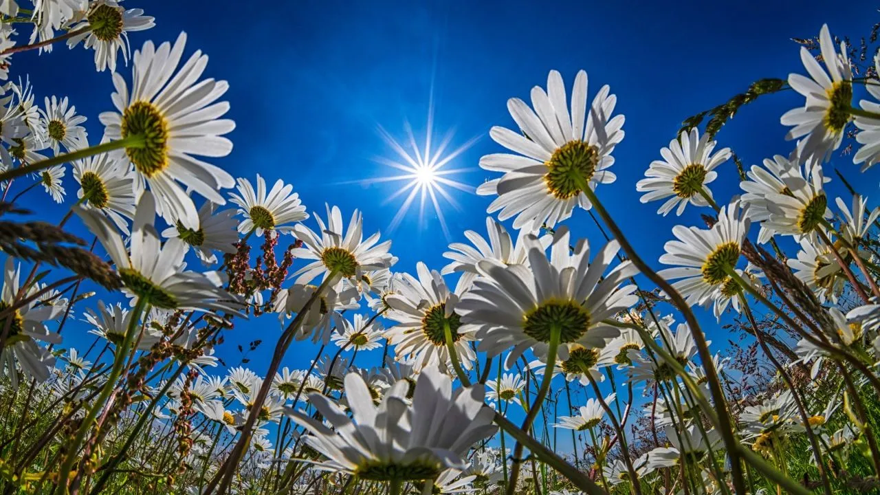 Field with white summer daisies in the sunshine Desktop wallpaper 1280x720