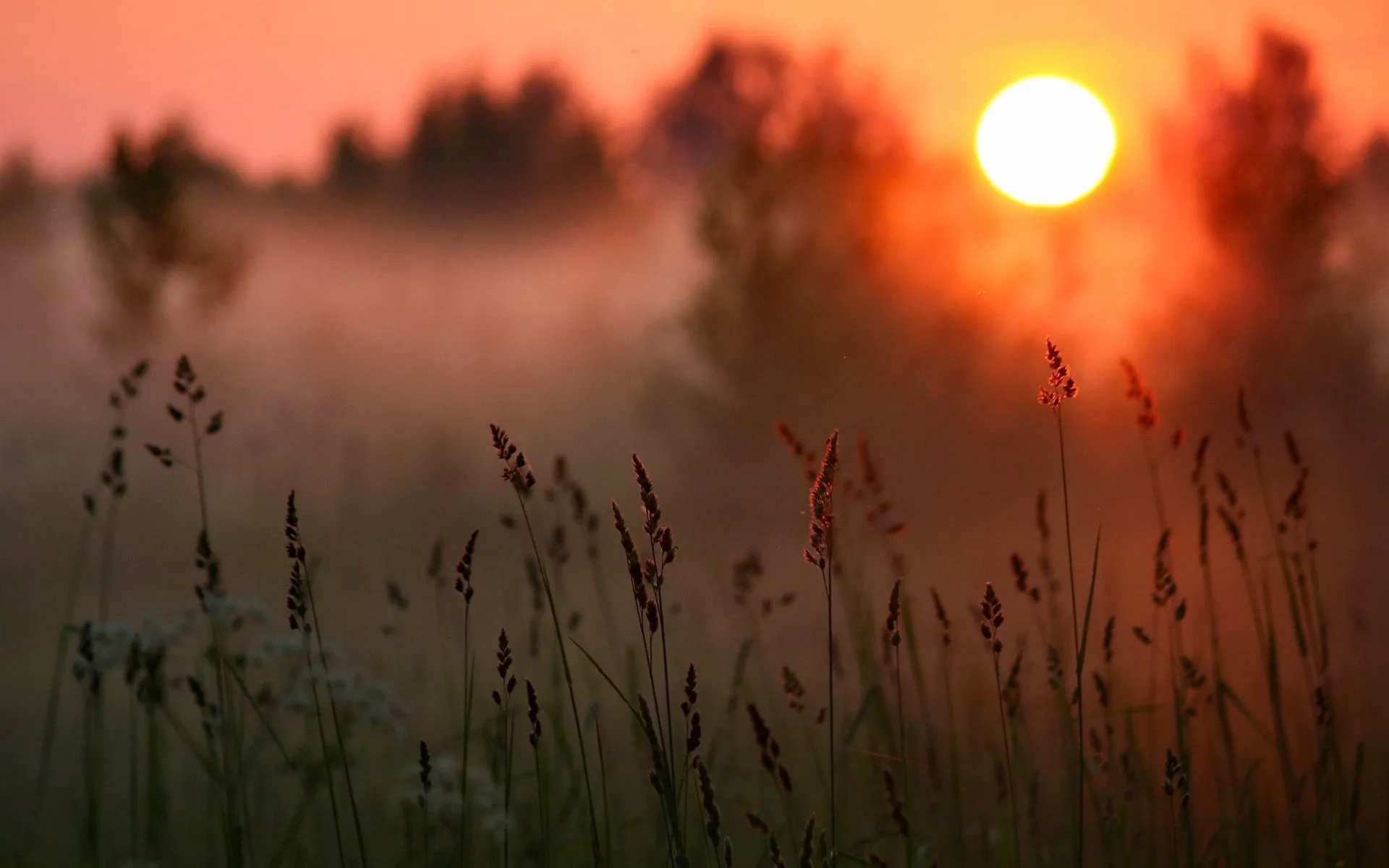 sunset, Sun, Forest, Grass, Macro Wallpaper HD / Desktop and Mobile Background
