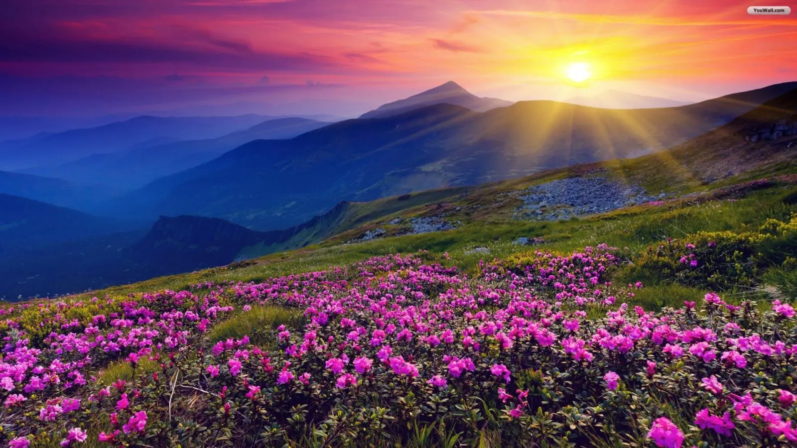 Sunshine Desktop Wallpaper