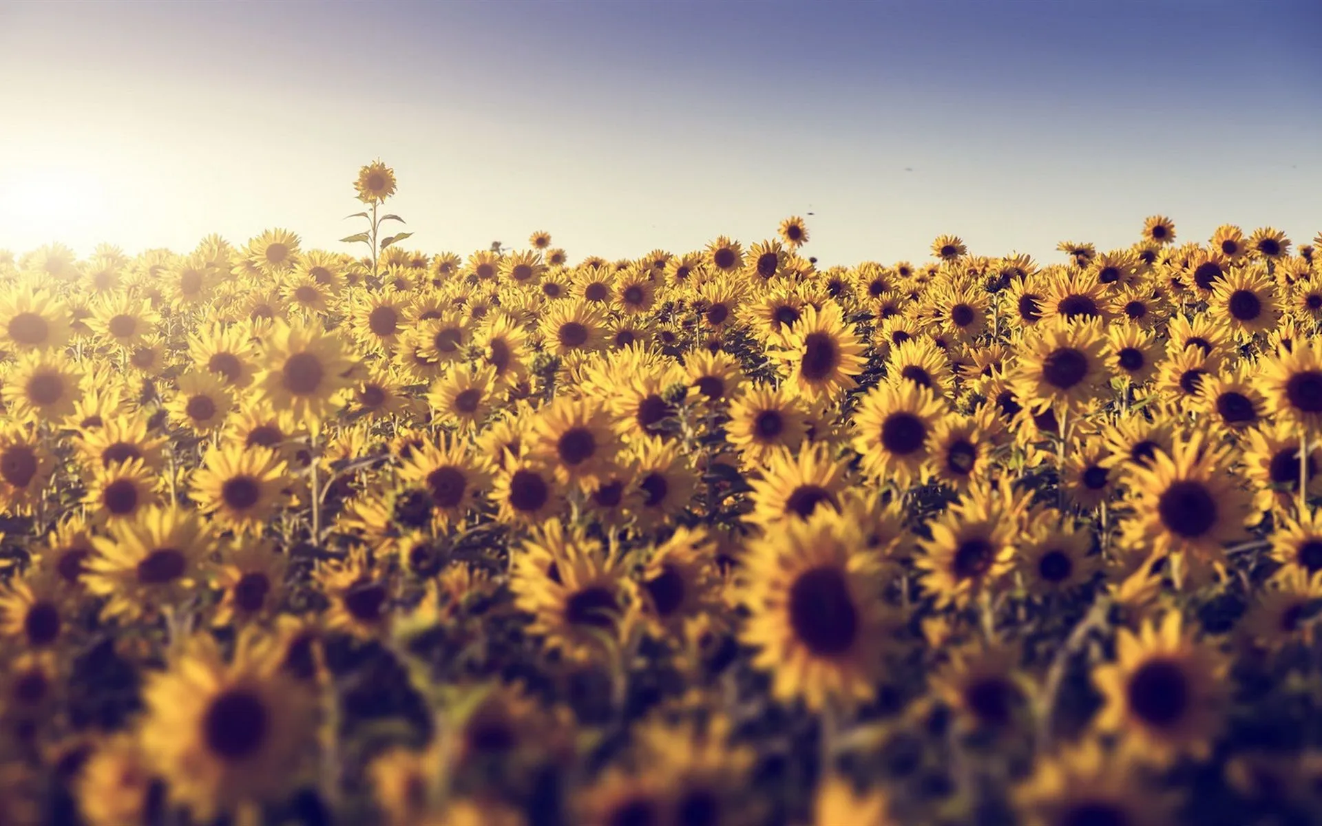 Wallpaper Summer, sunflowers, sunshine 1920x1200 Picture, Image