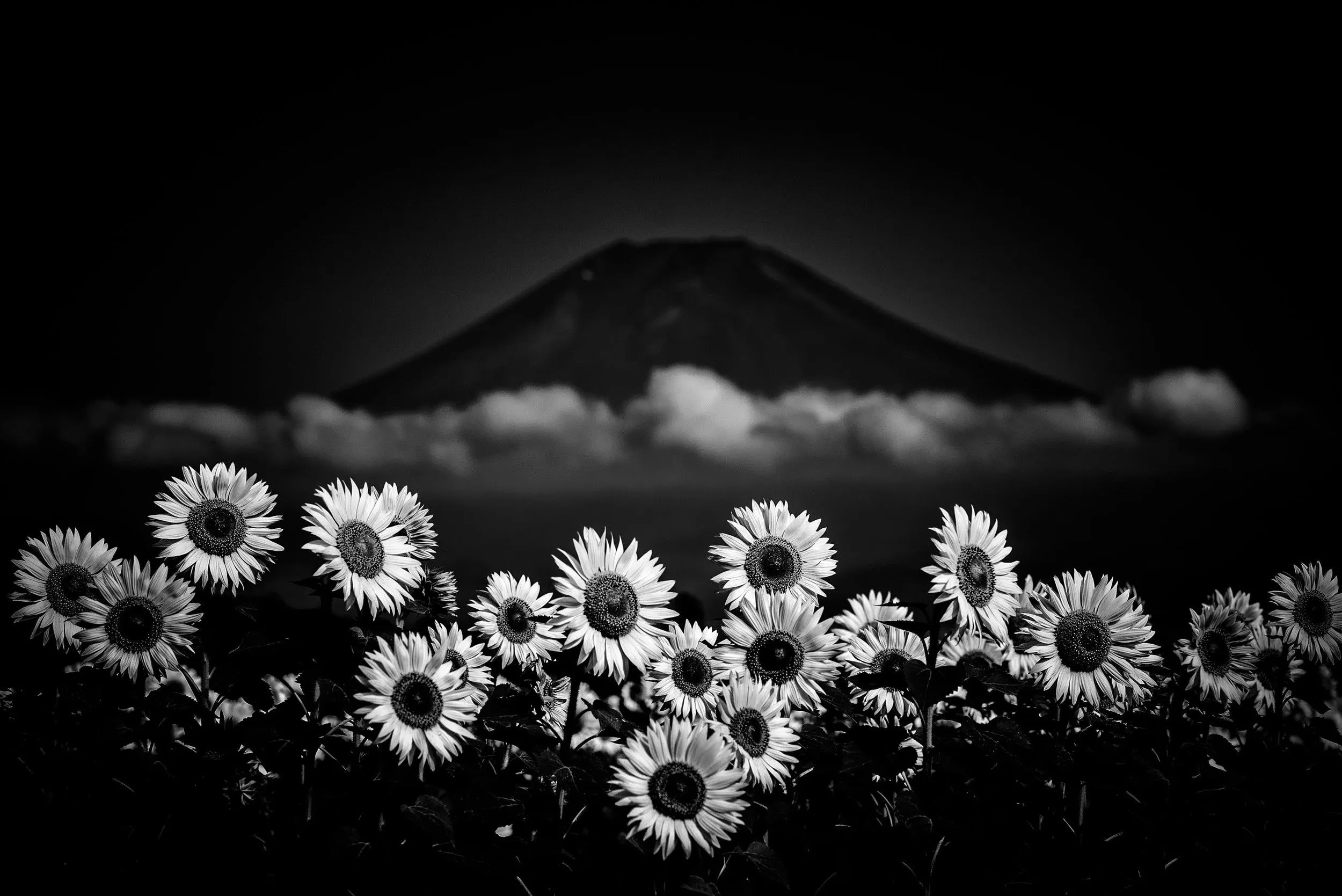 flowers, Nature, Monochrome, Mount Fuji, Japan Wallpaper HD / Desktop and Mobile Background