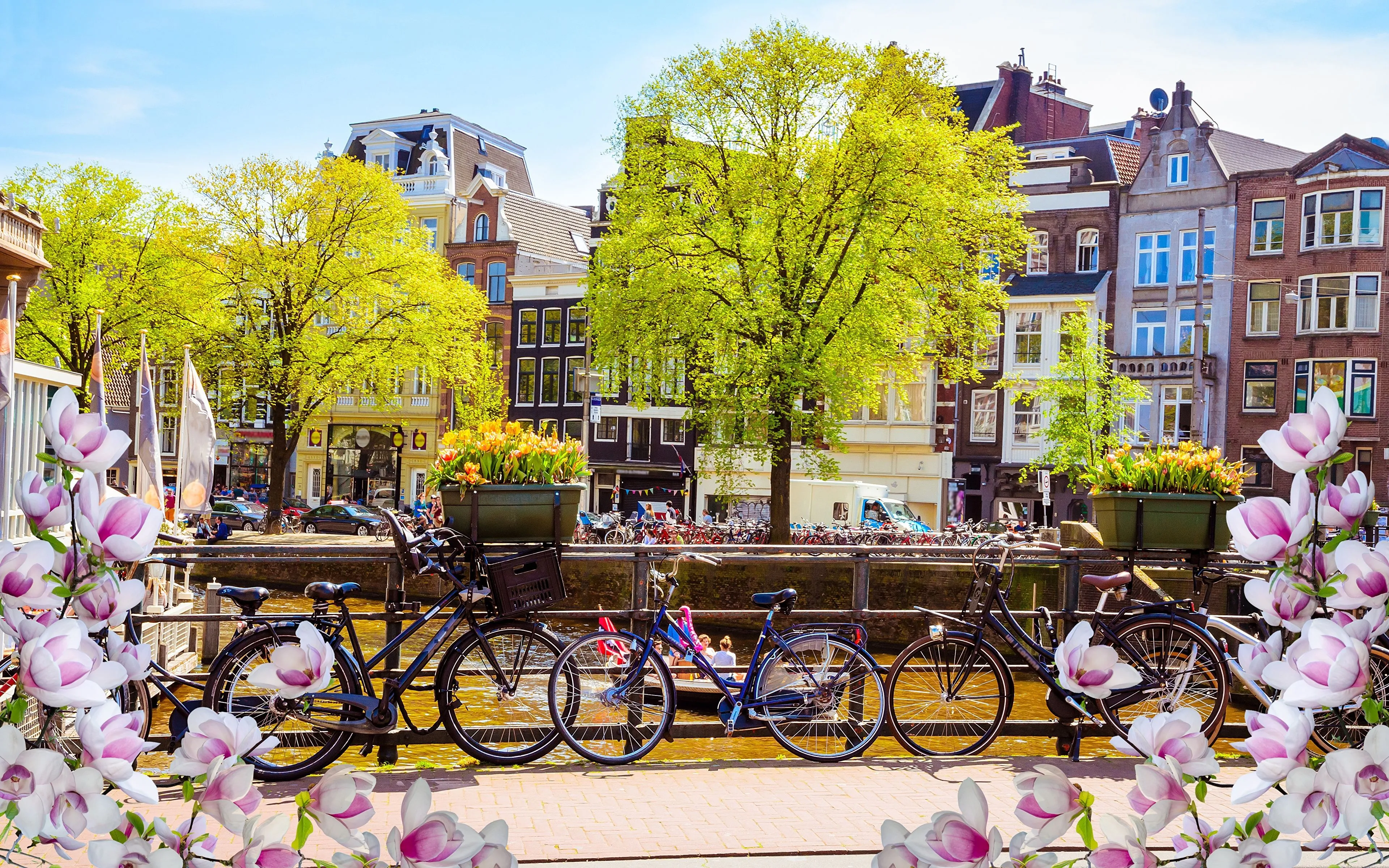 Wallpaper Amsterdam, City, Yellow, Flower, Town, Background Free Image