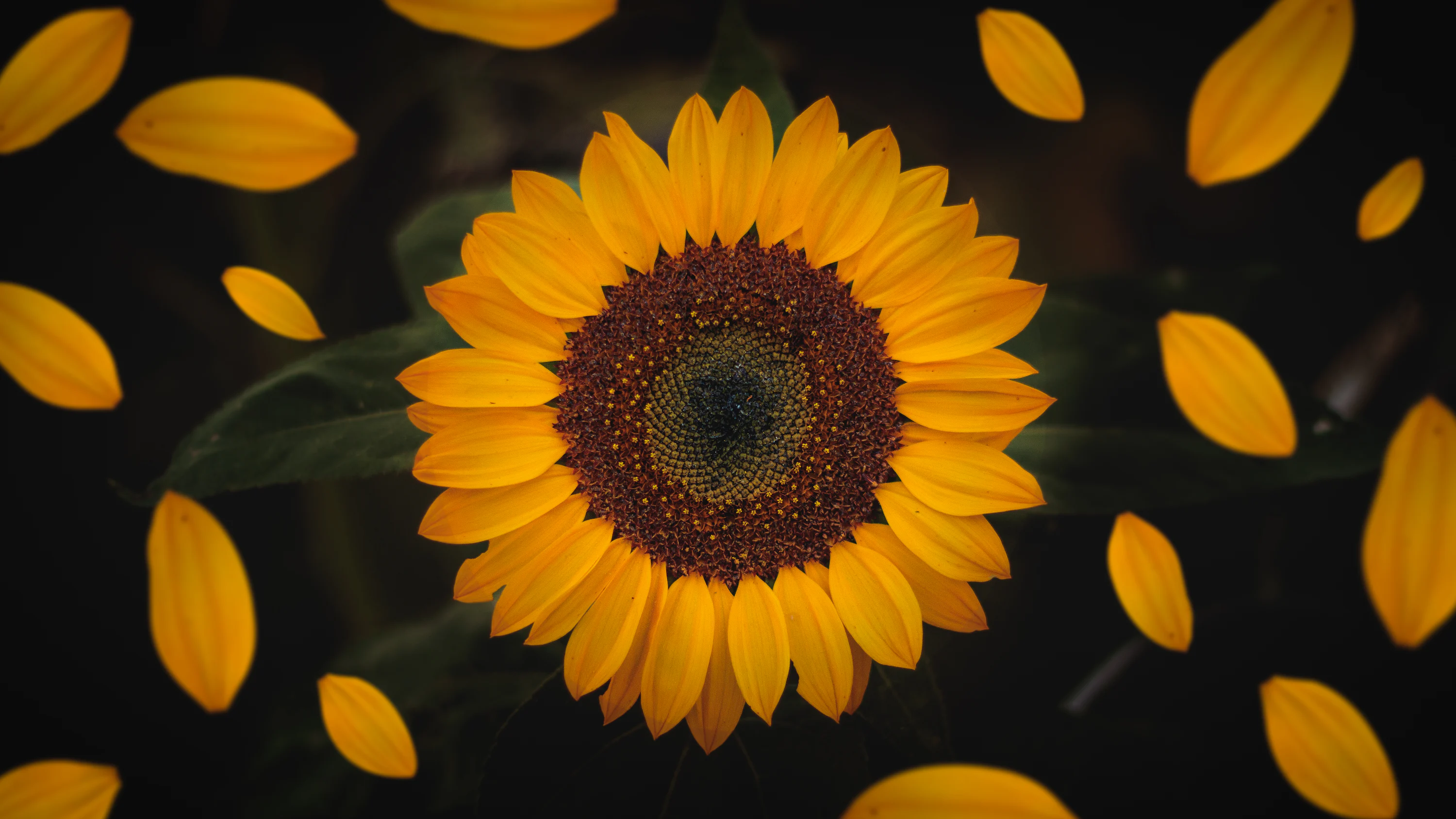 Sunflower Wallpaper: Free HD Download [4K]