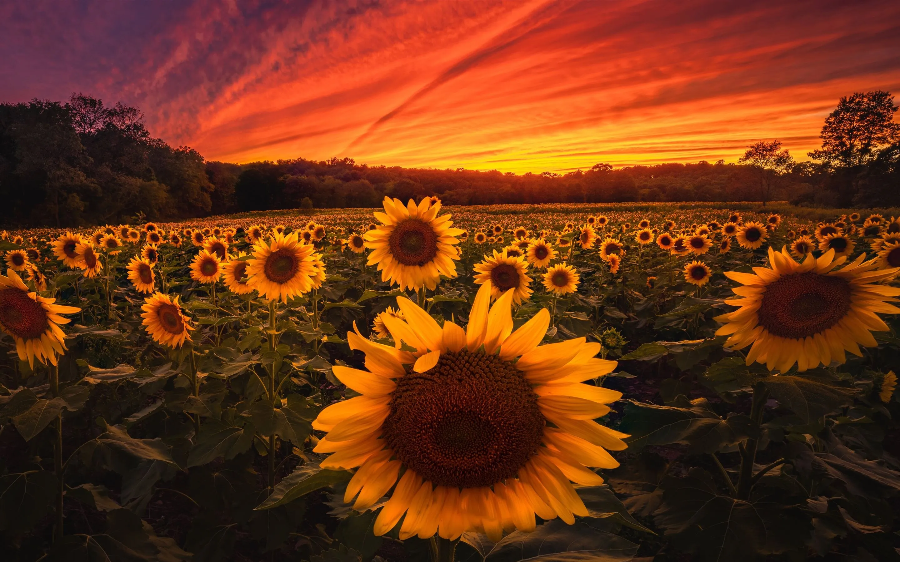 sunflower field 5k MacBook Air Wallpaper Download
