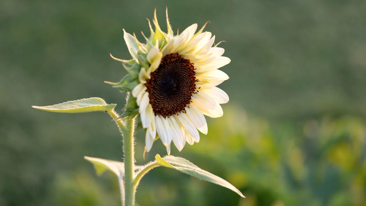 The Best White Sunflowers to Grow in Your Garden Creek Line House
