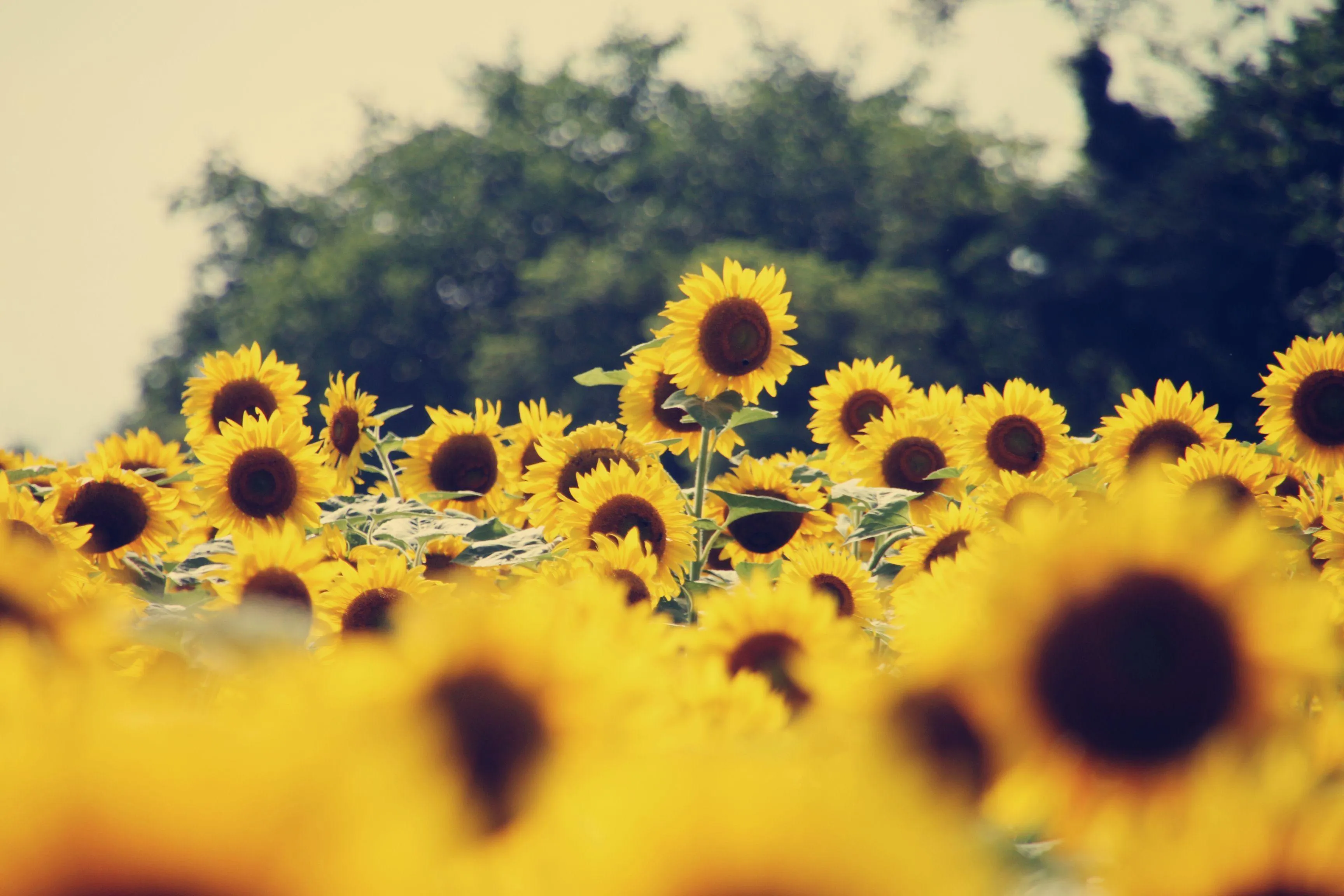 Aesthetic Sunflower Computer Wallpaper Free Aesthetic Sunflower Computer Background