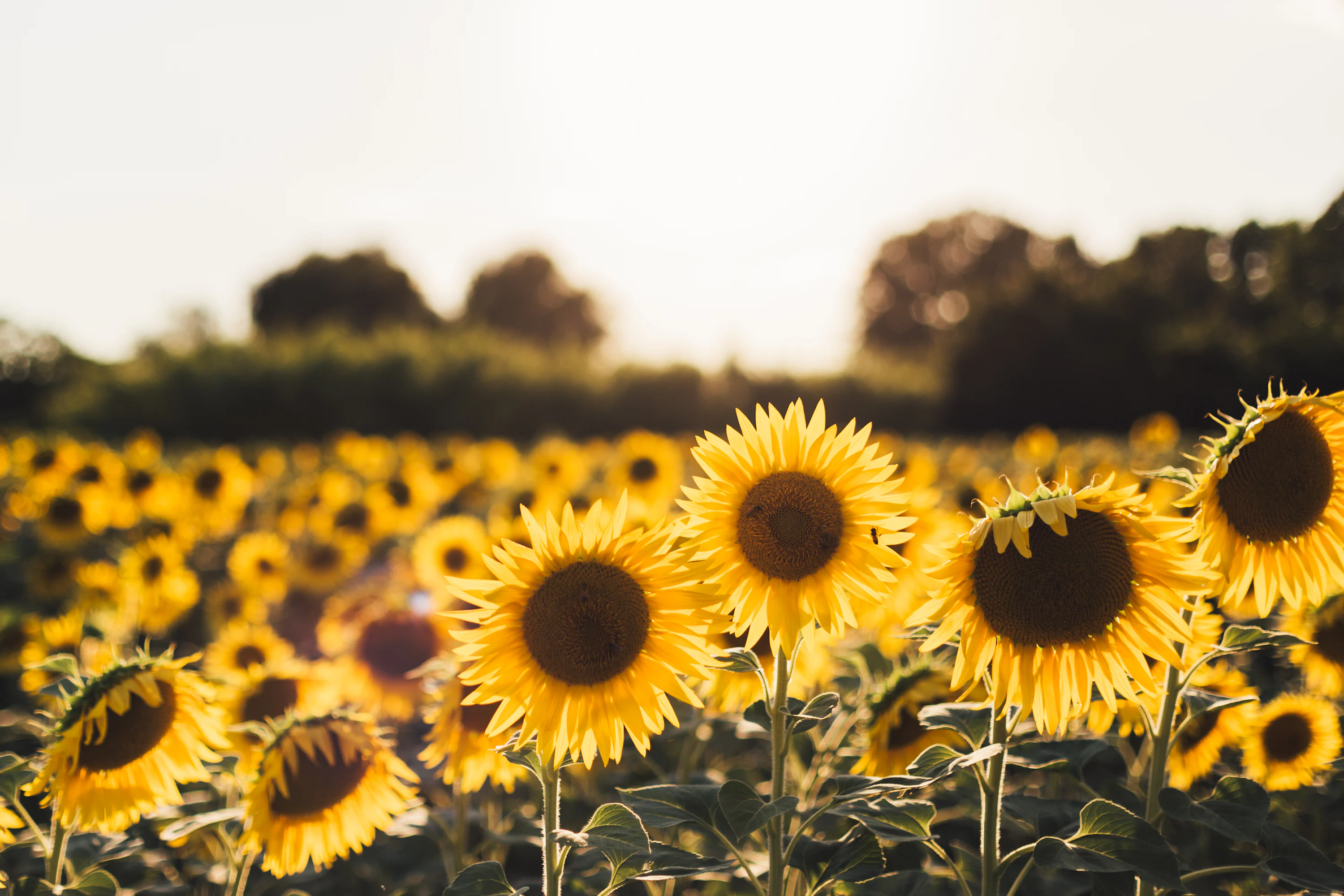 Sunflower Wallpaper: Free HD Download [4K]