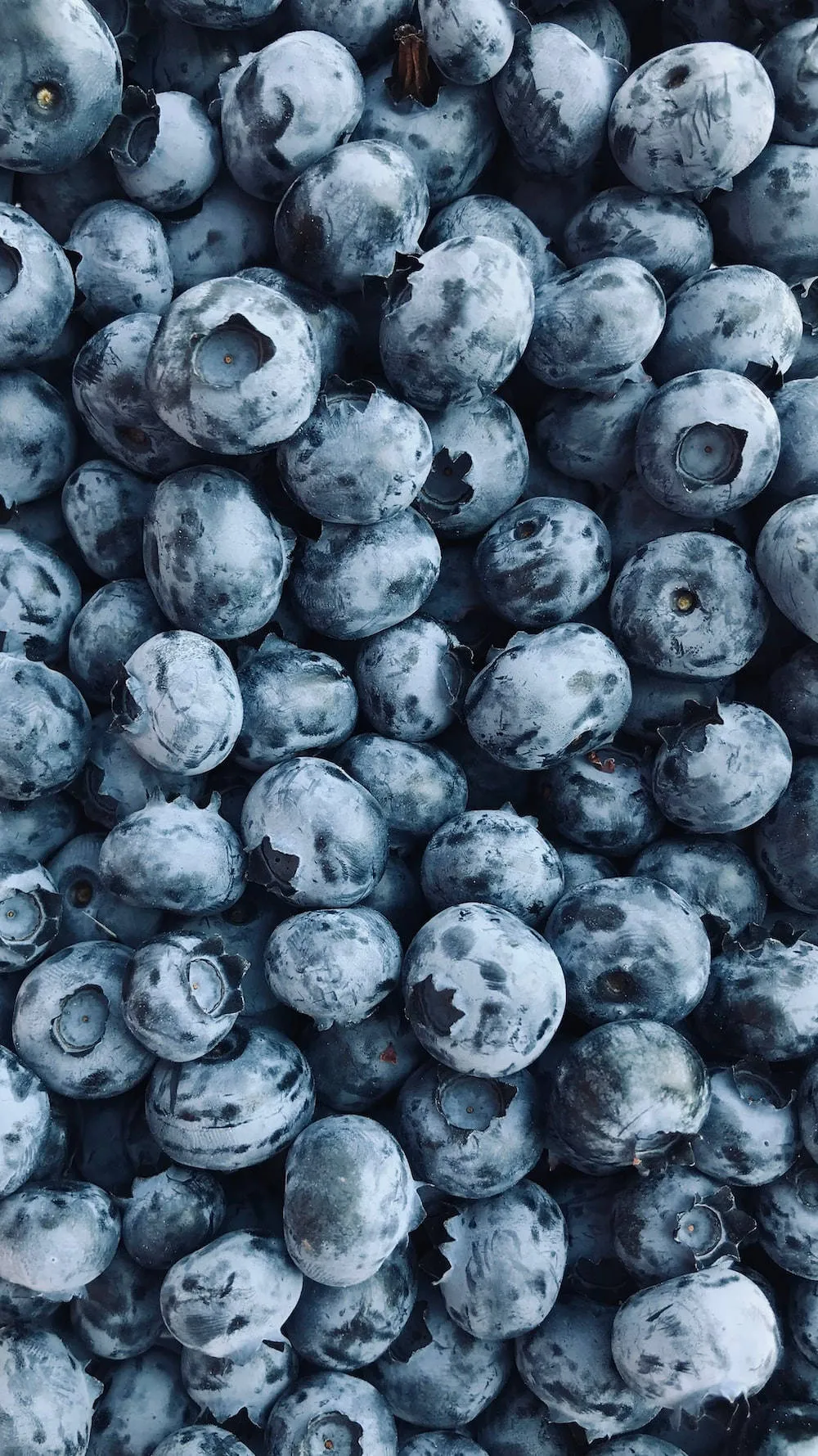 Download Fresh Bountiful Blueberries Wallpaper