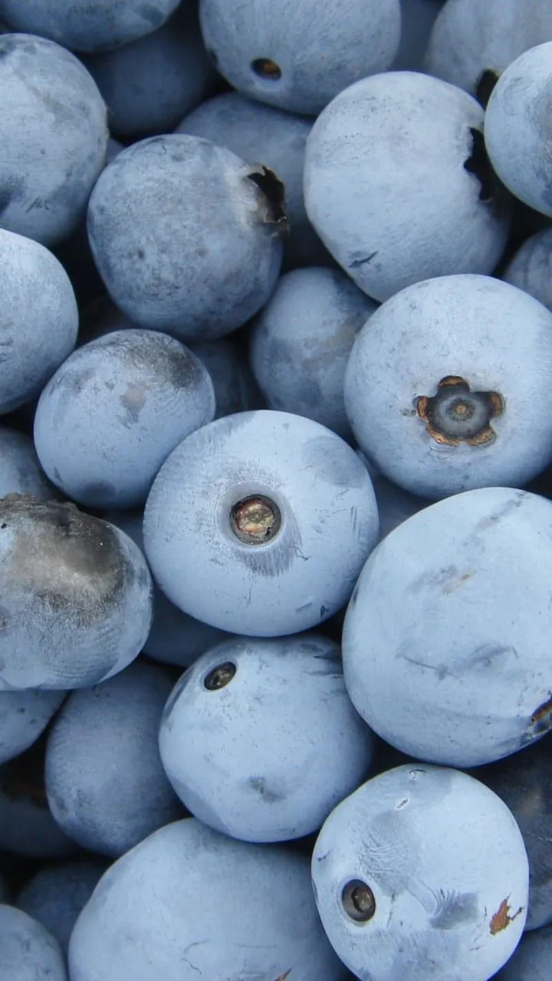 Blueberries, ripen, fruits,. Fruit, Aesthetic iphone, iPhone, HD phone wallpaper