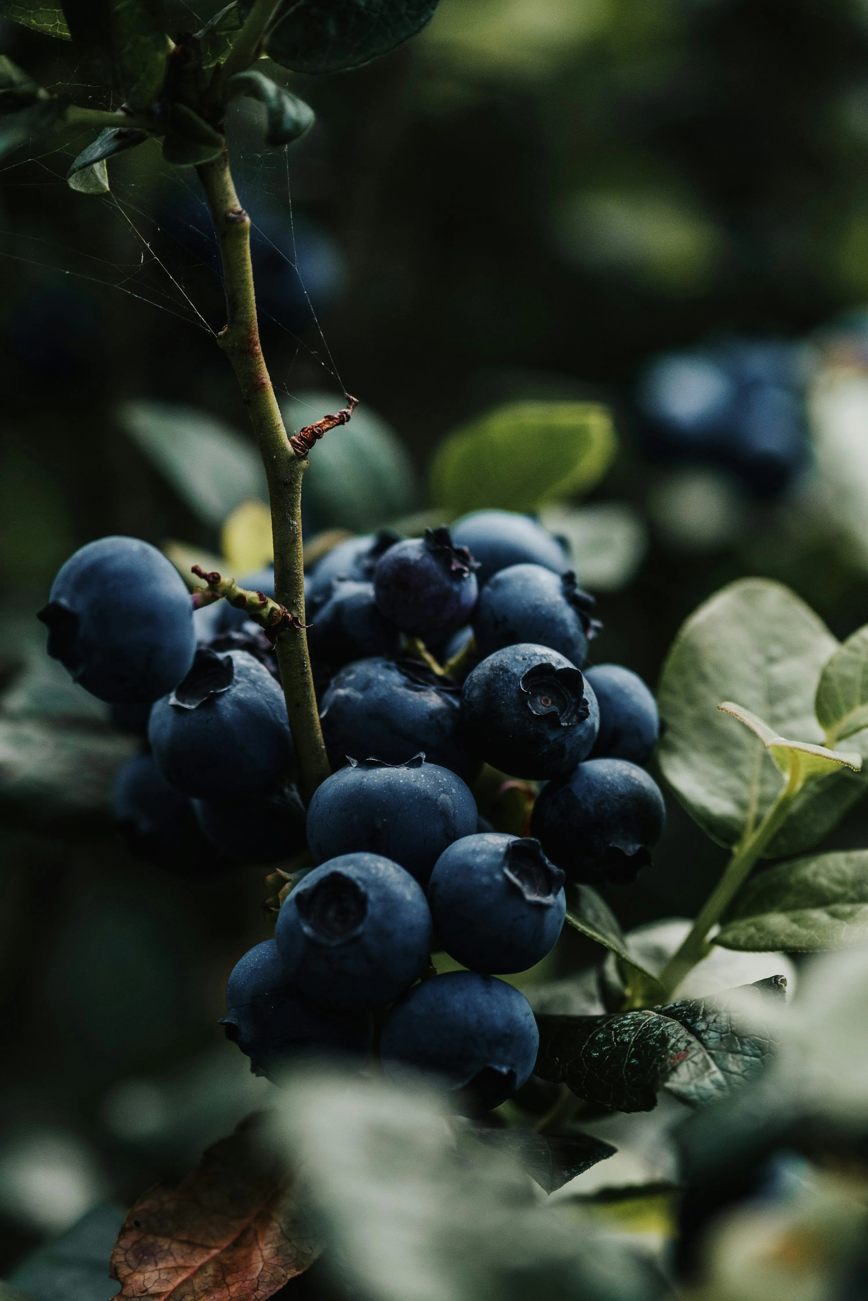 A close up of some berries photo