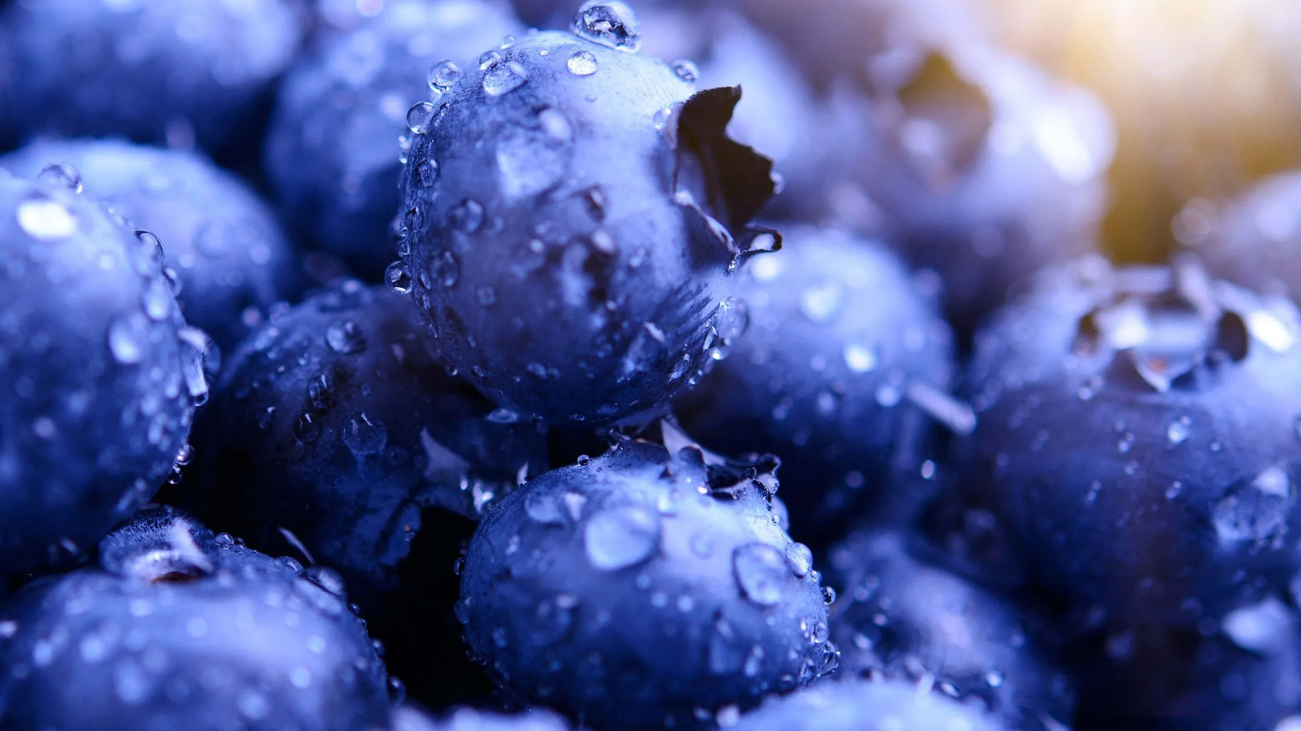 Blueberries with drops of water Aesthetic Wallpaper 2K for Desktop