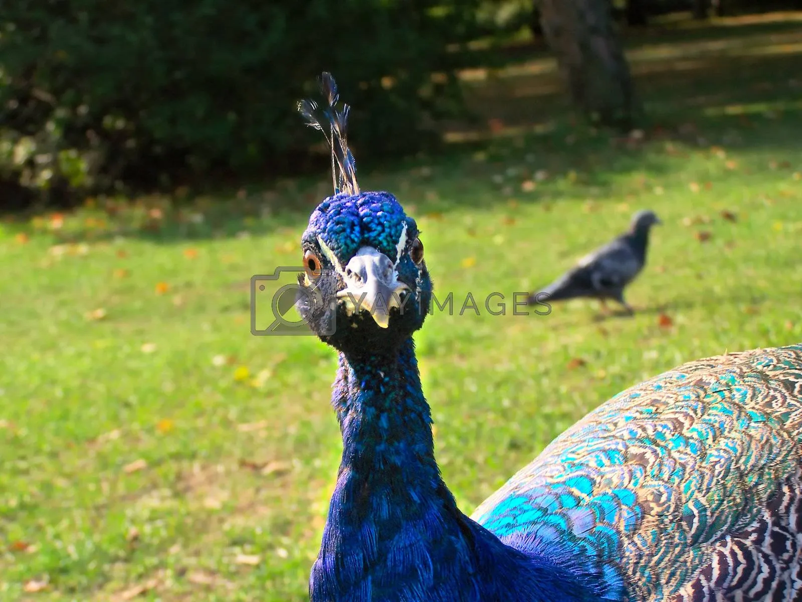 Funny peacock by seawhisper Vectors & Illustrations with Unlimited Downloads
