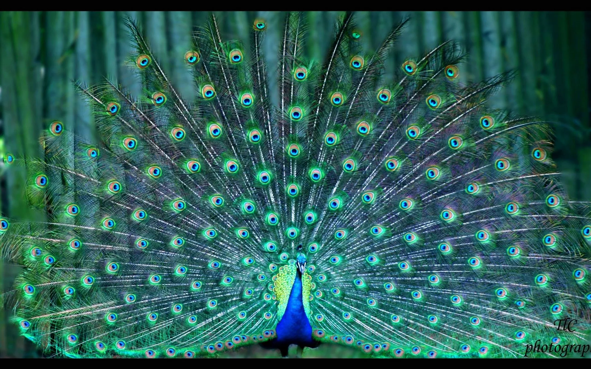 Majestic Peacock Display HD Wallpaper Bird in Naturex1200