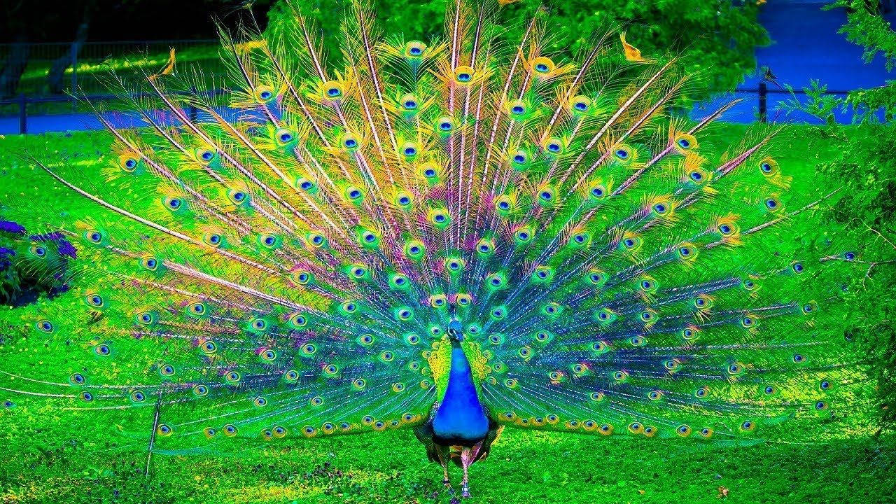 Peacock Wallpaper