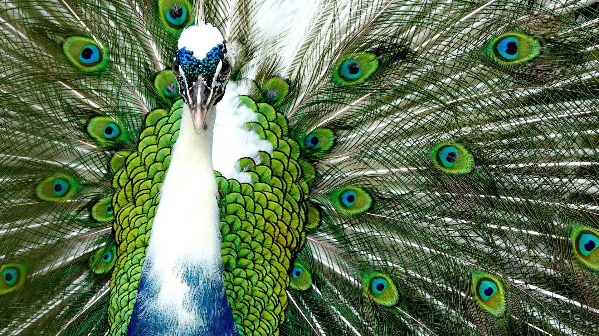 Peacock Wallpaper