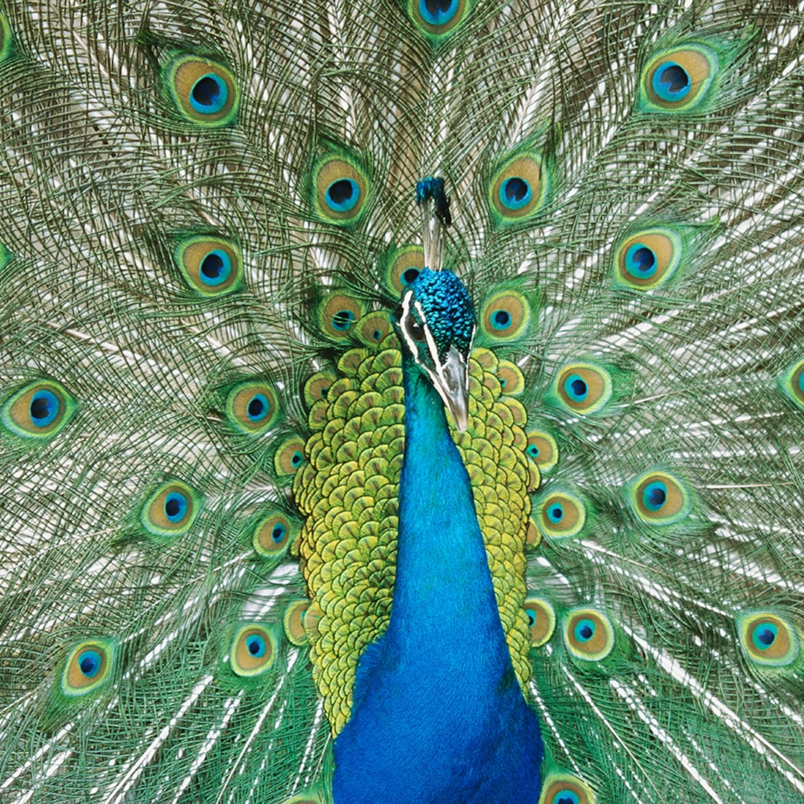 Indian Peafowl Profile, Facts, Picture. National Geographic Kids