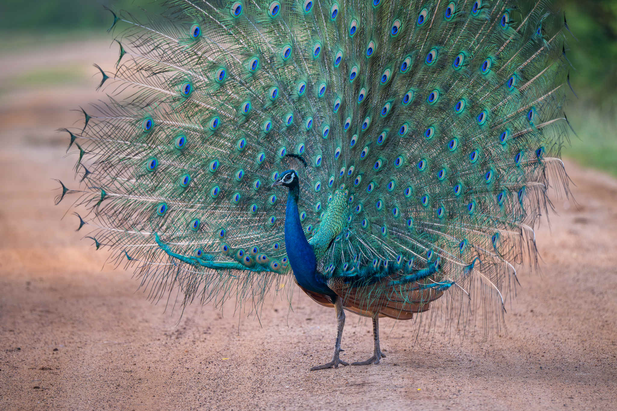 Species Spotlight: Indian Peafowl,000 Birds