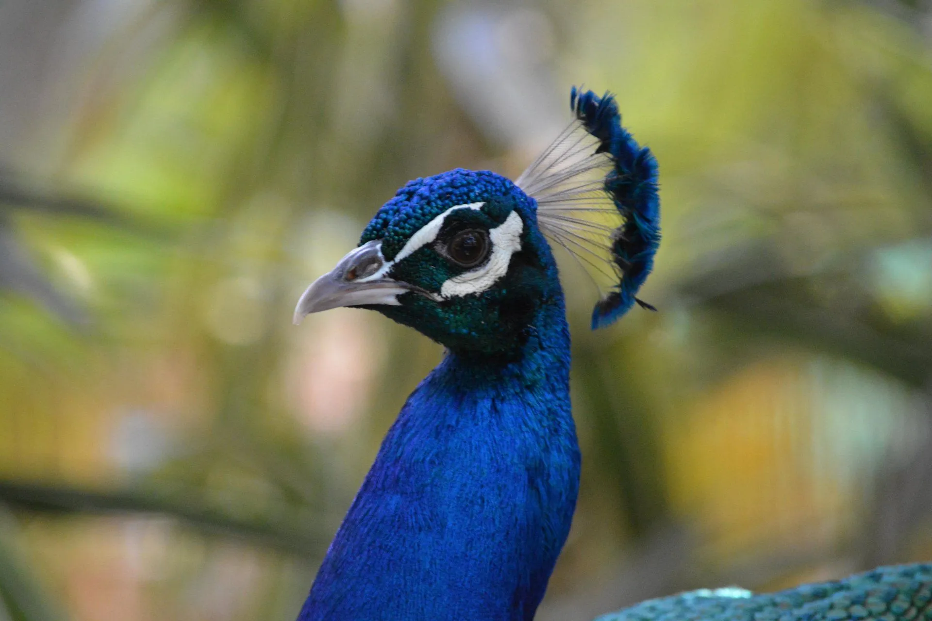 Majestic Peacock in Stunning 4K Ultra HD Wallpaperx4000