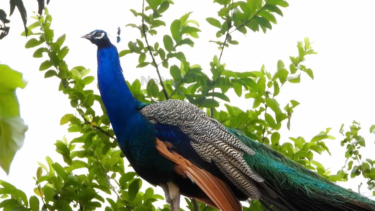 Most Beautiful Peacocks in the World. The natural beauty male peacock birds nature sounds 4k