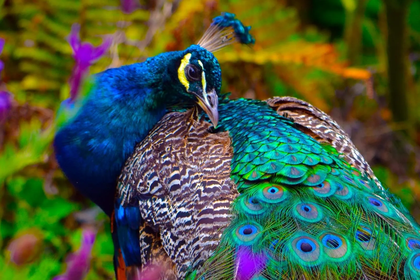 Brilliant Facts About Peacocks
