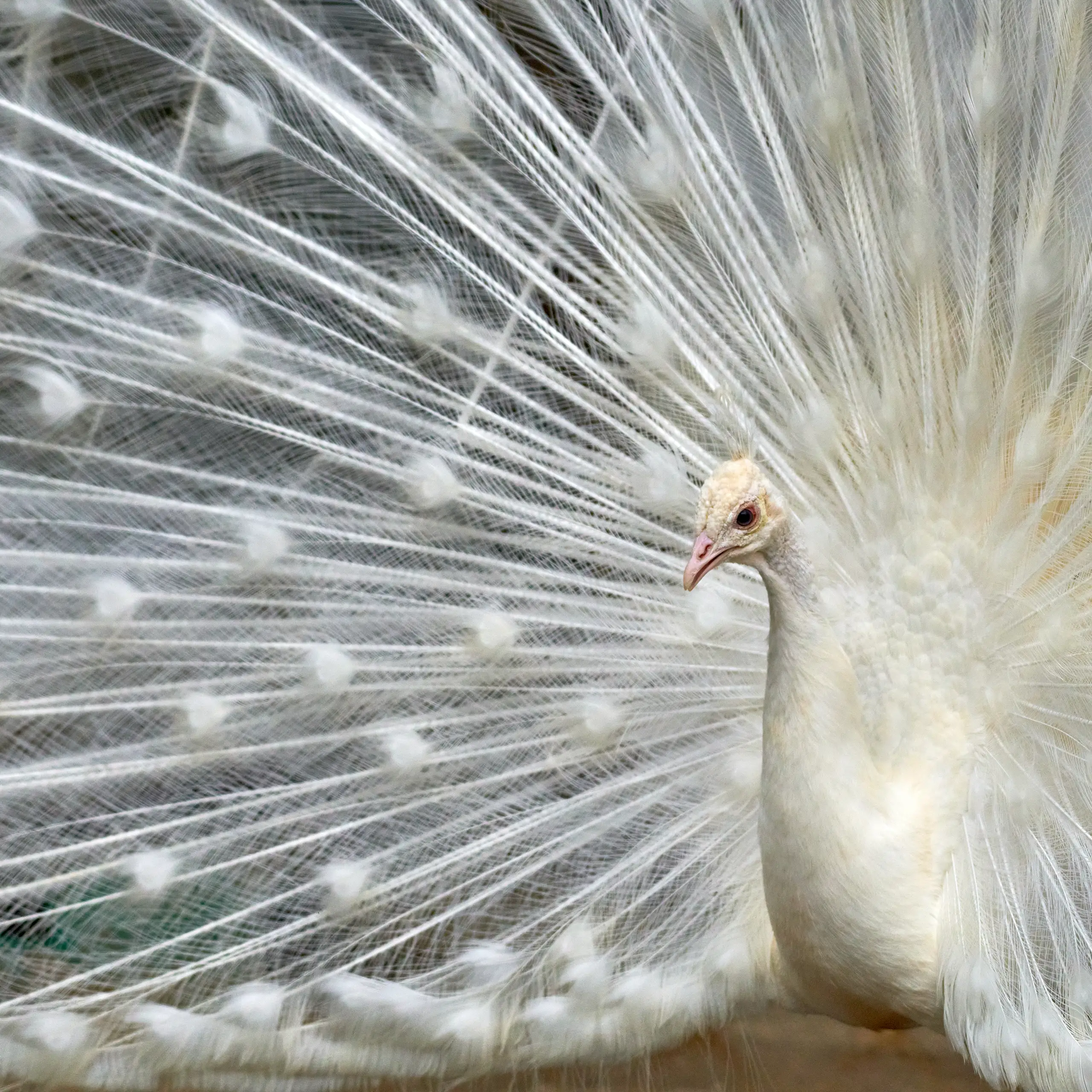 Golden Retrievers Get More Than They Bargained for with Unyielding Peacock Encounter